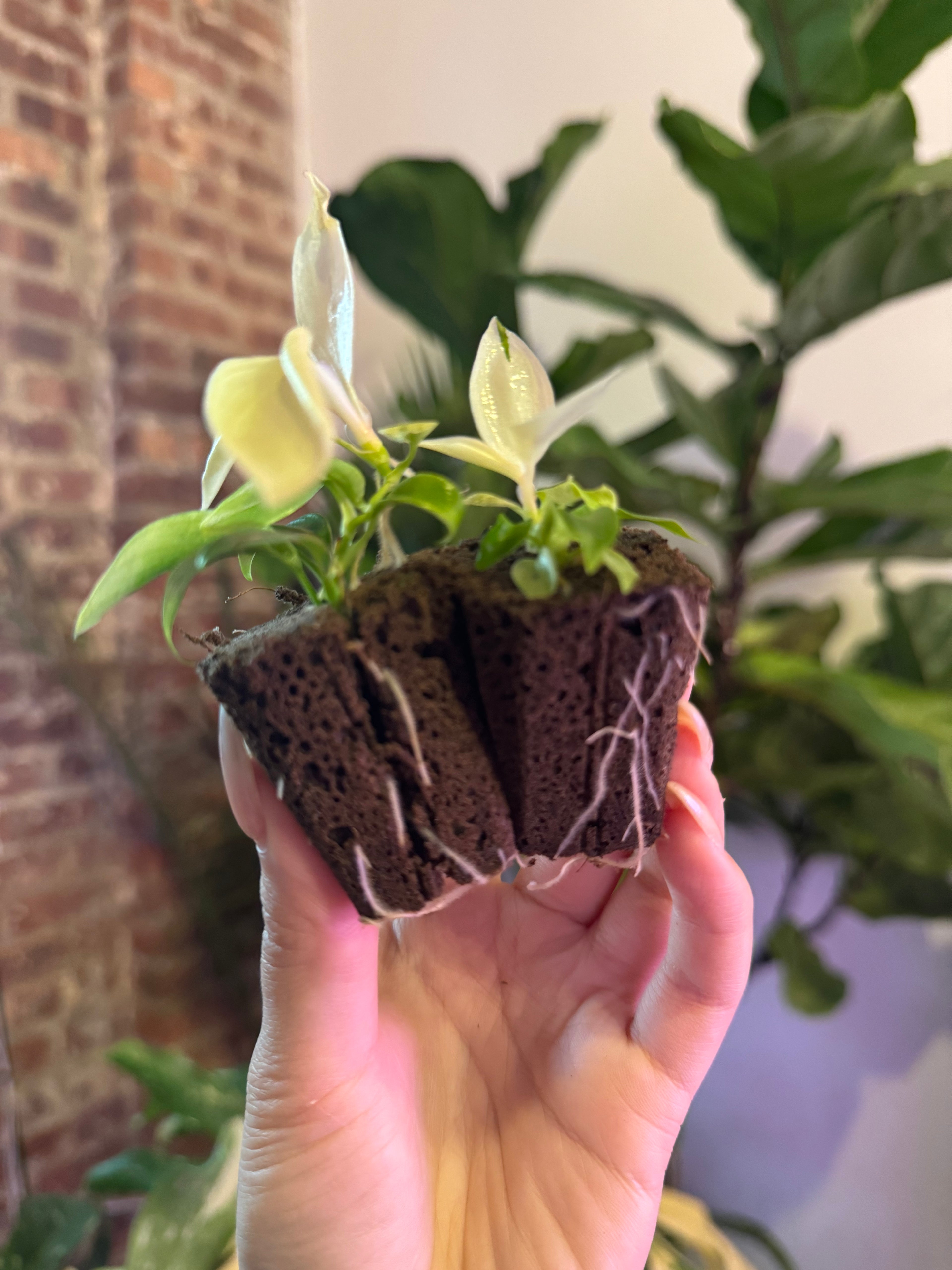 Philodendron Florida Ghost (Grower&