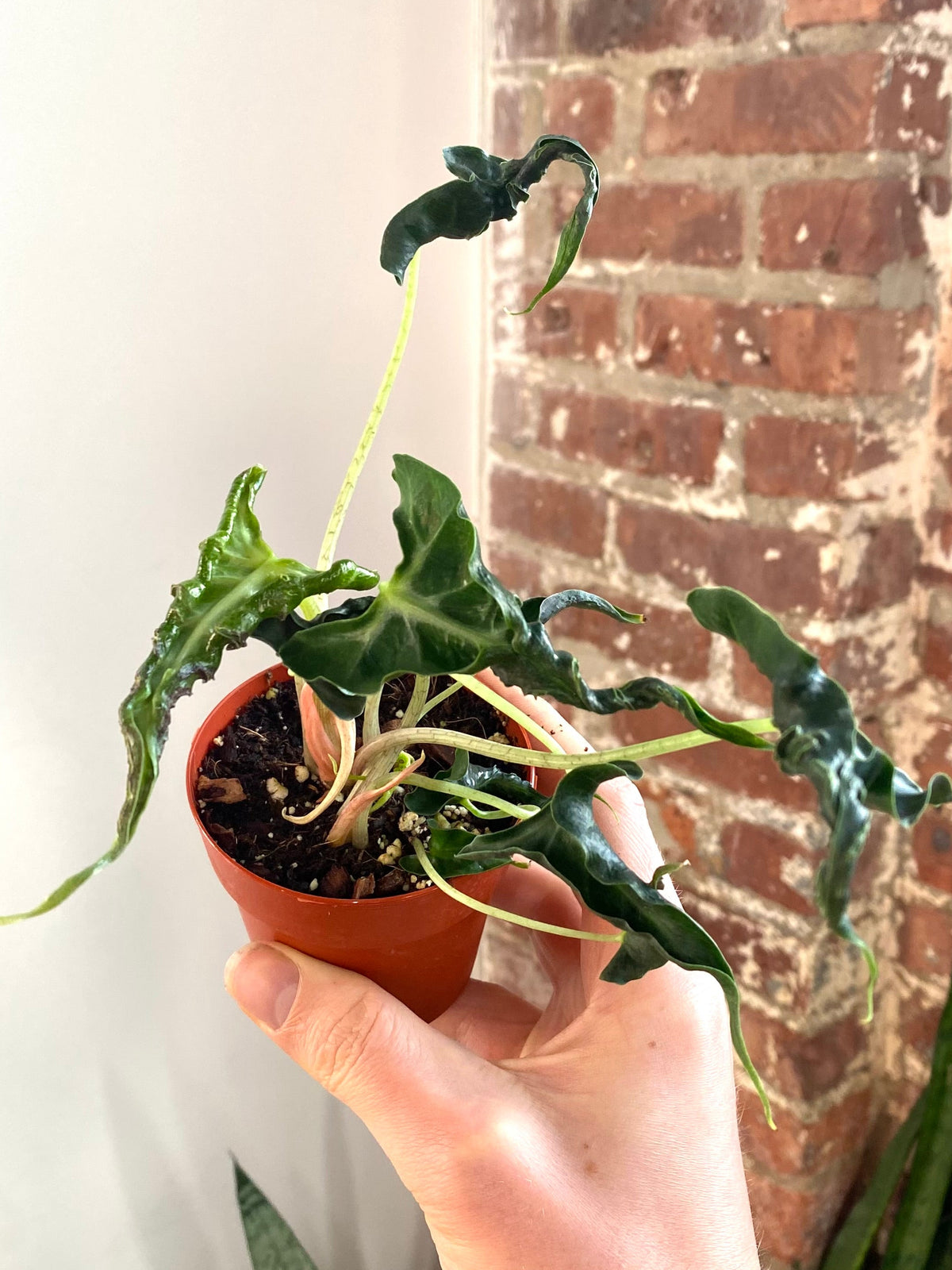 Alocasia Loco 3” Pot (Grower’s Choice)
