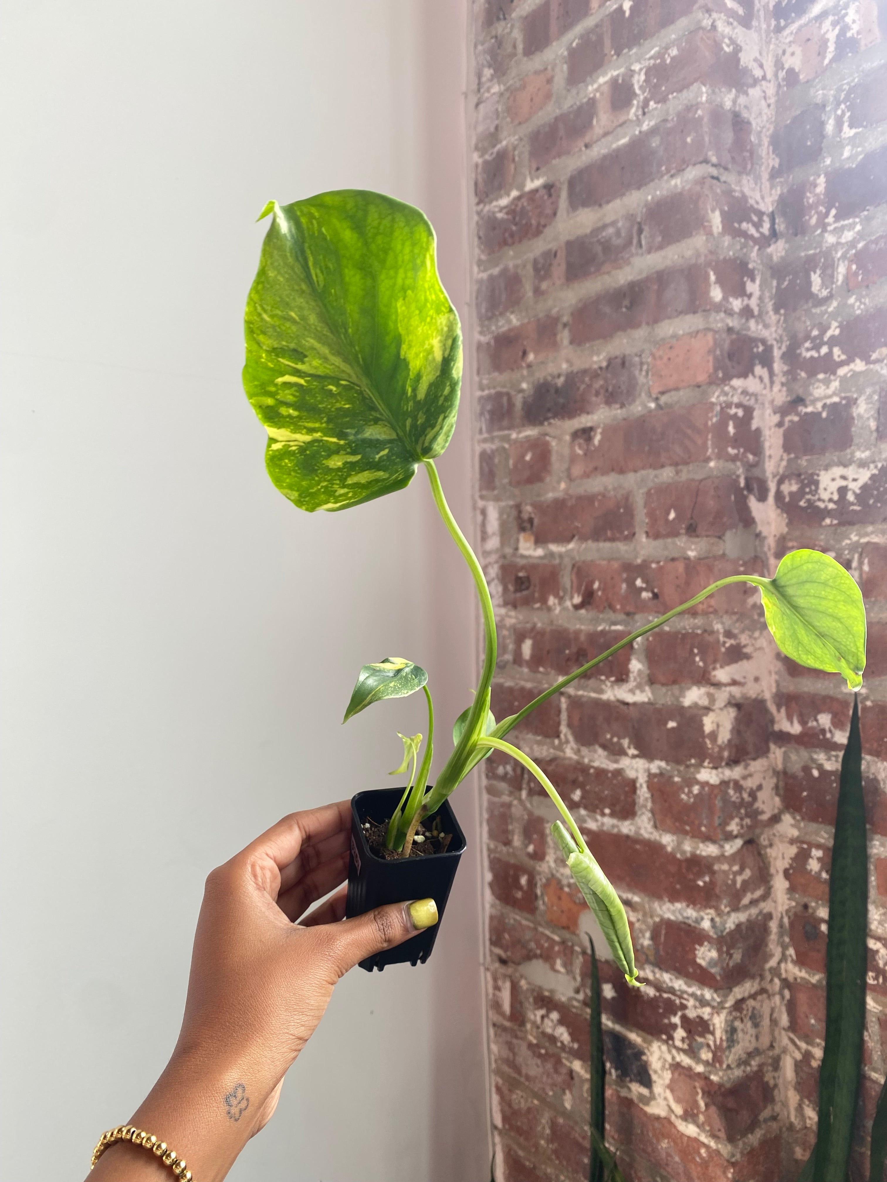 Monstera Electrolyte (Potted) 3252