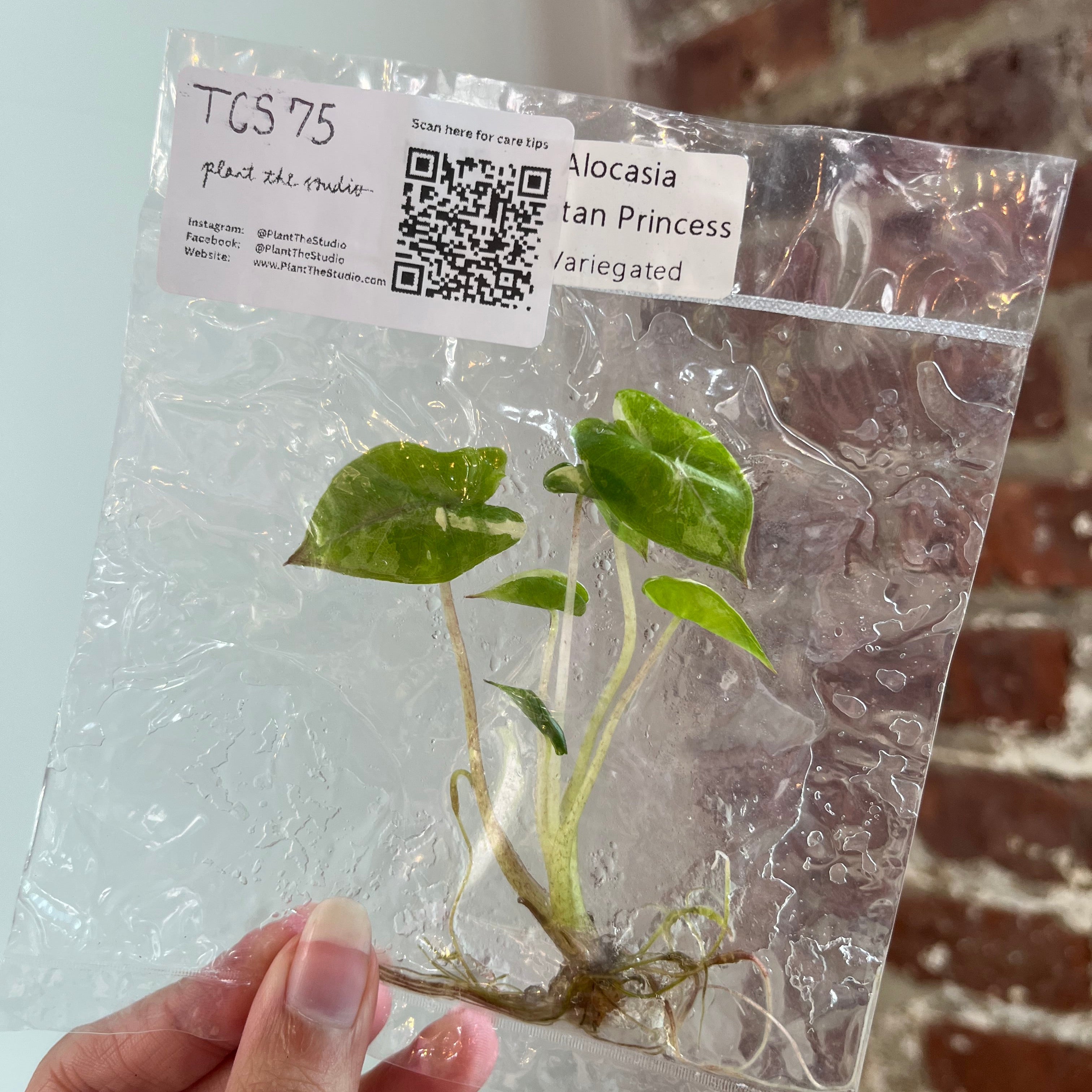 Alocasia Yucatan Princess Var. Albo TCS 75