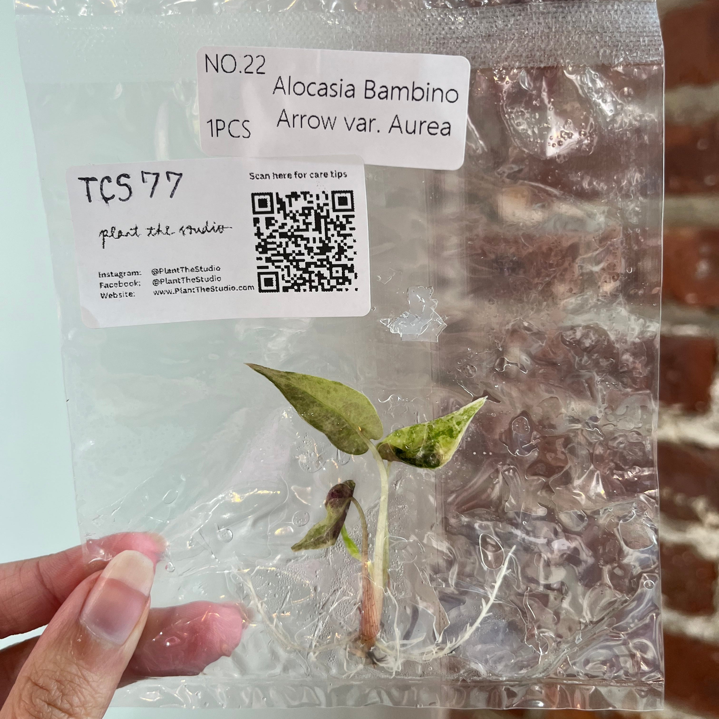 Alocasia Bambino Aurea TCS 77