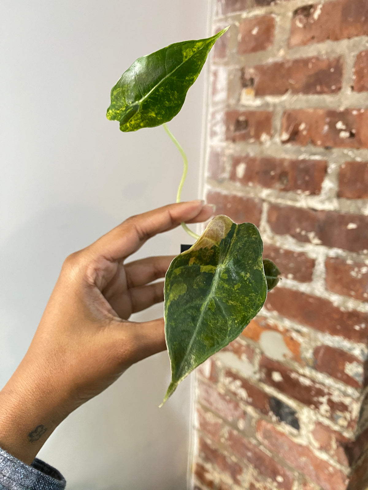 Alocasia Sanderiana Bull 3699