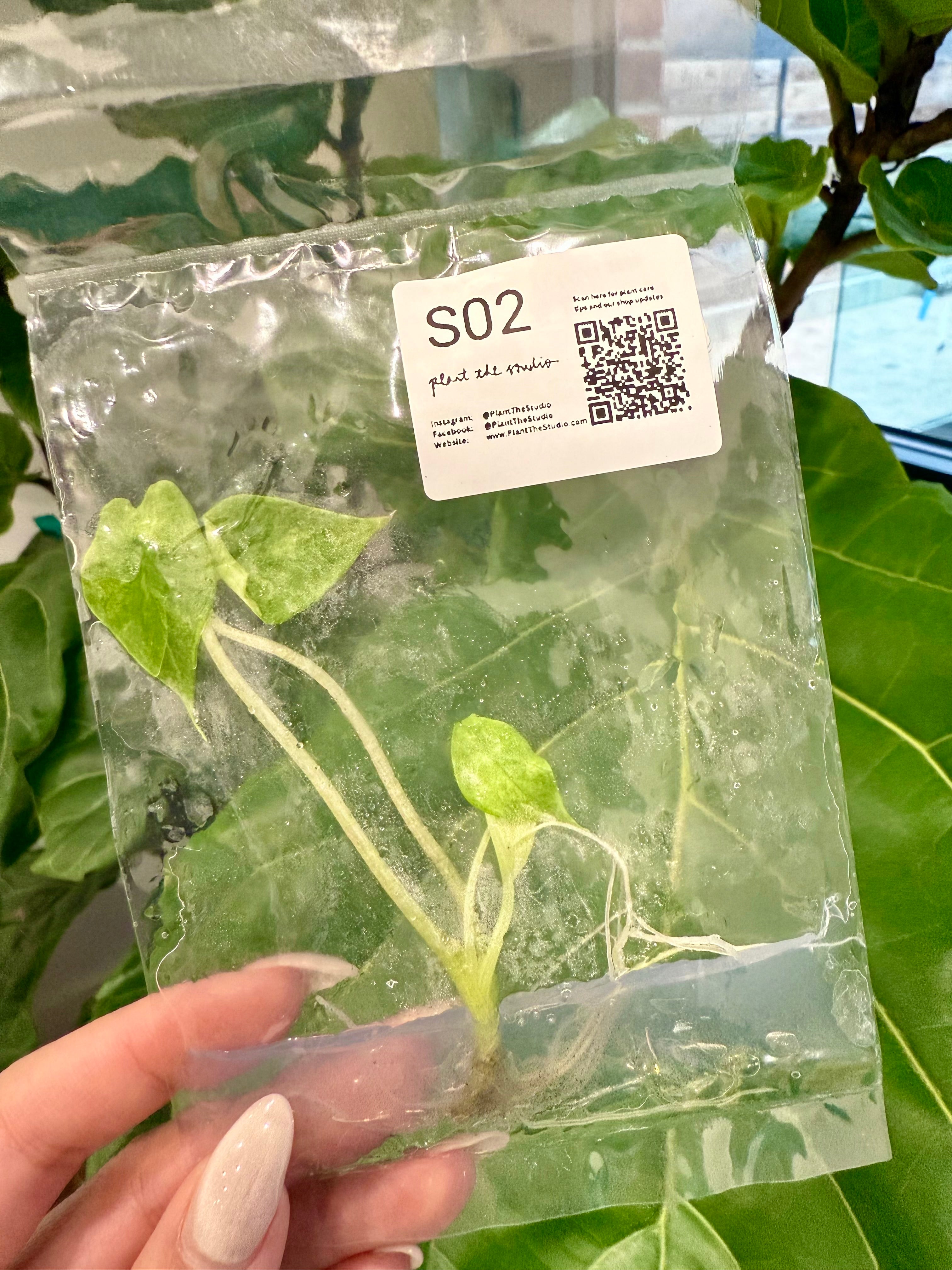 Alocasia Scalprum Mint TCS02