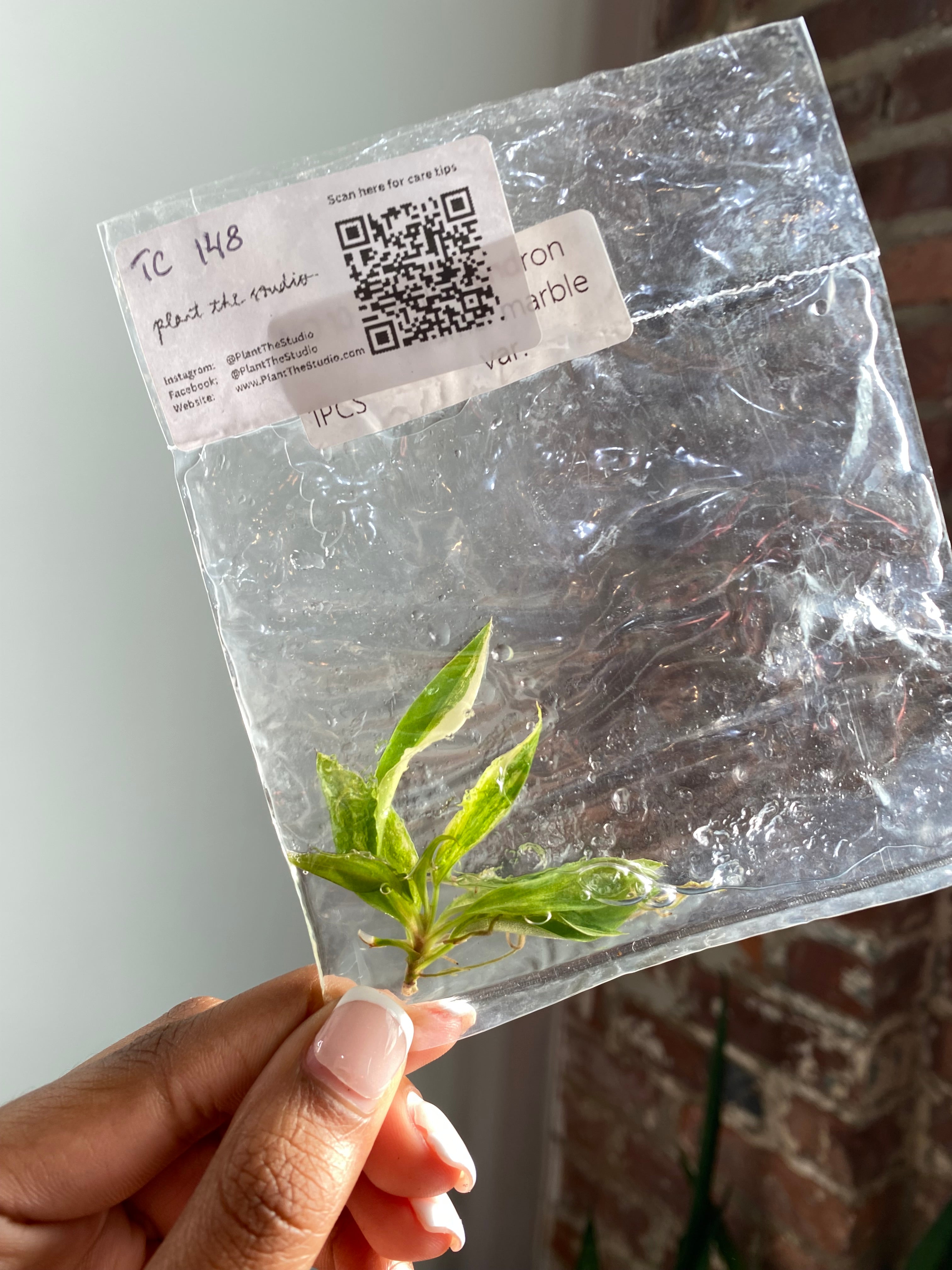 Philodendron Caramel Marble Var. TCS 148