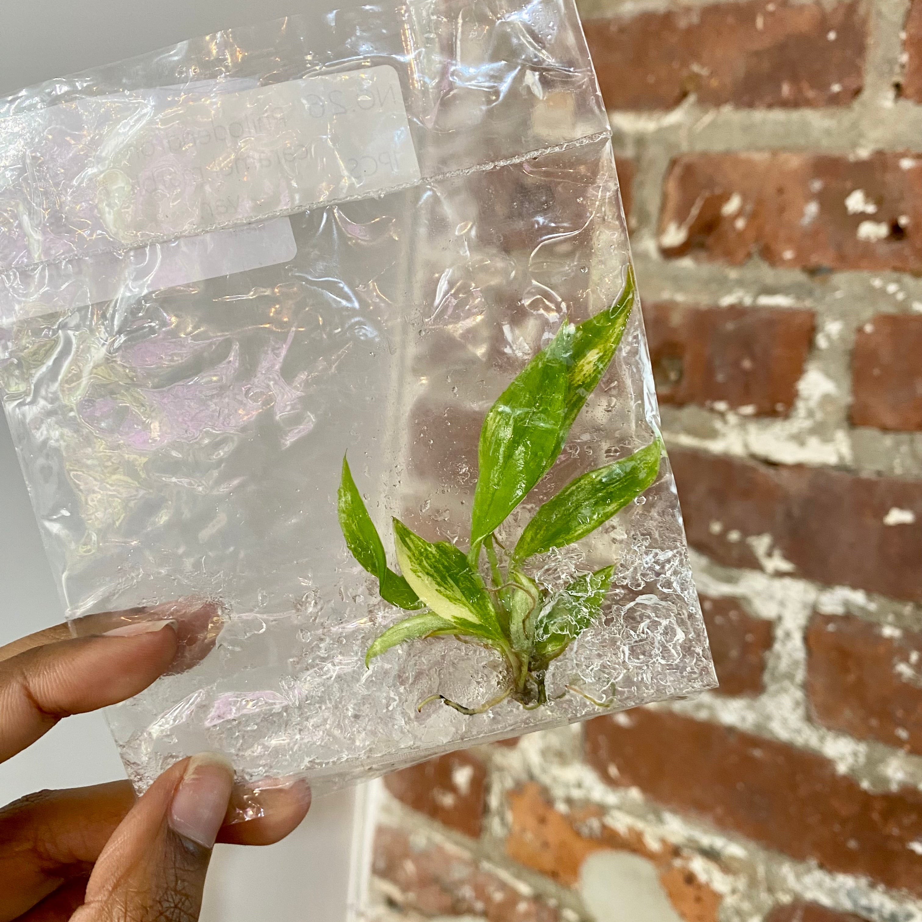 Philodendron Caramel Marble Var. TCS 109