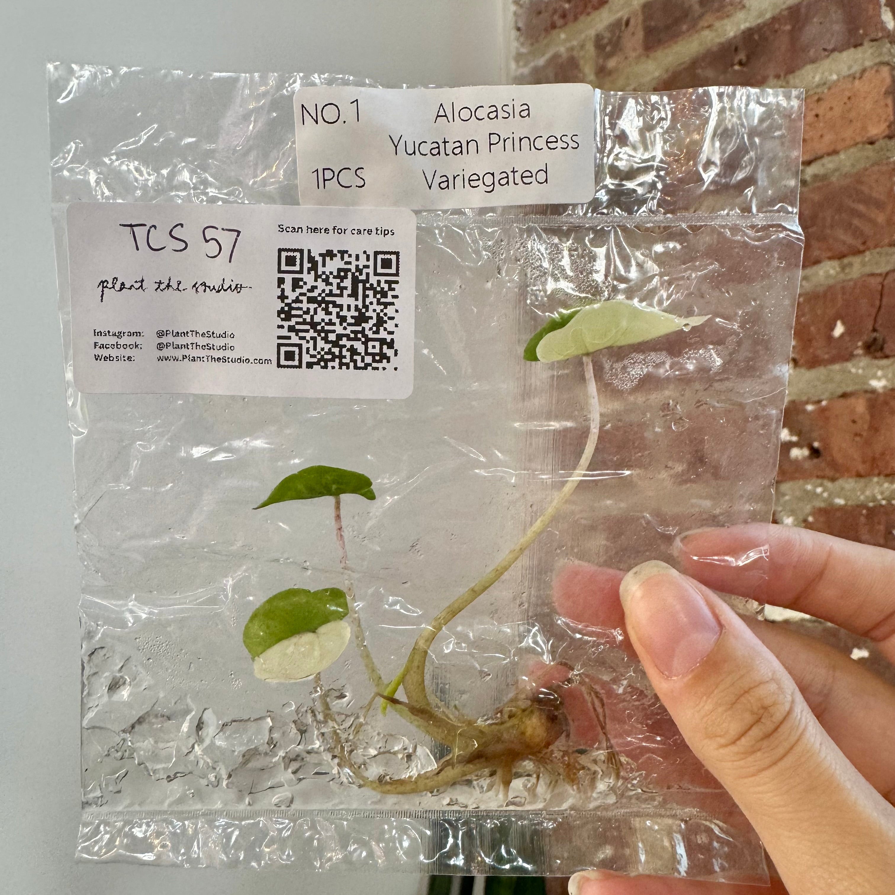 Alocasia Yucatan Princess Var. Albo TCS 57