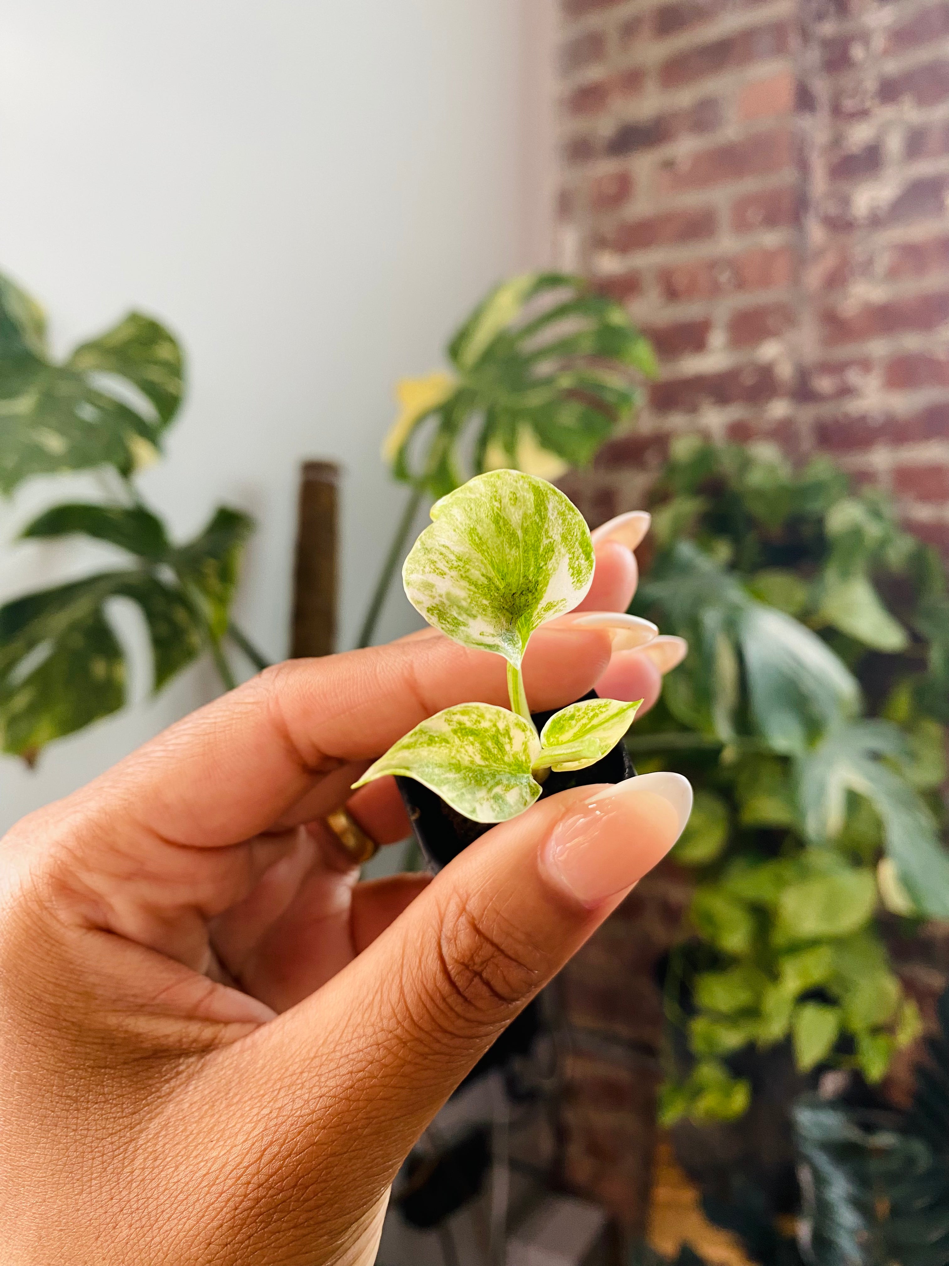 Monstera Green Snow