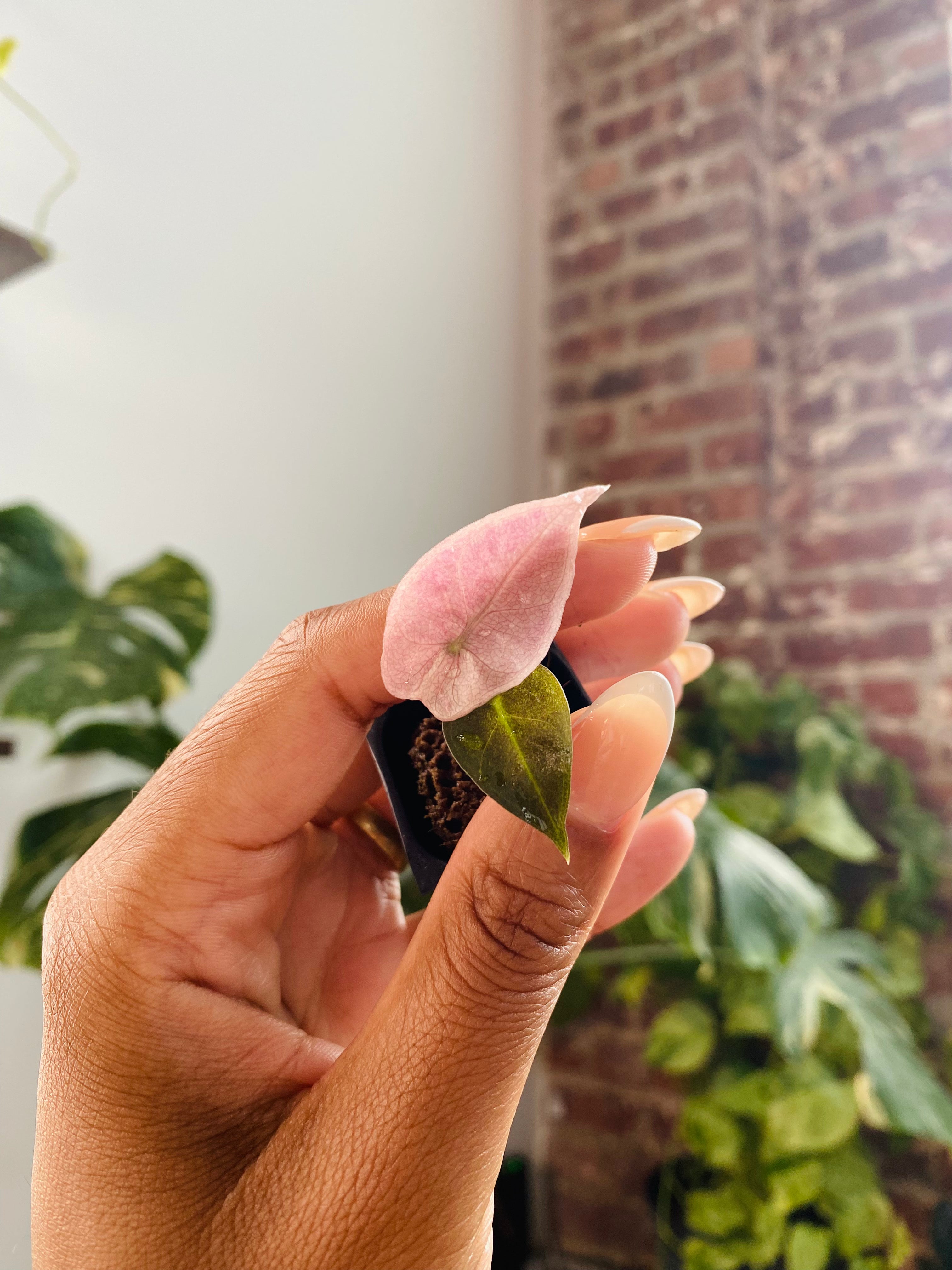 Alocasia Polly Pink Mint