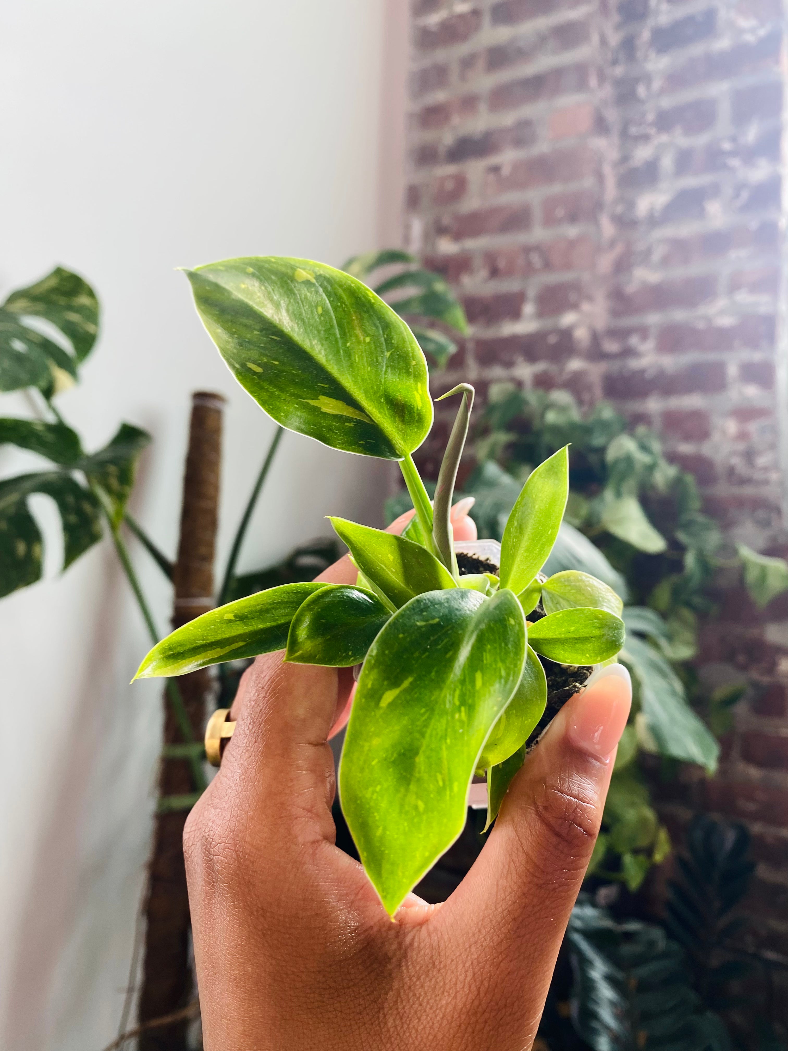 Philodendron Green Congo