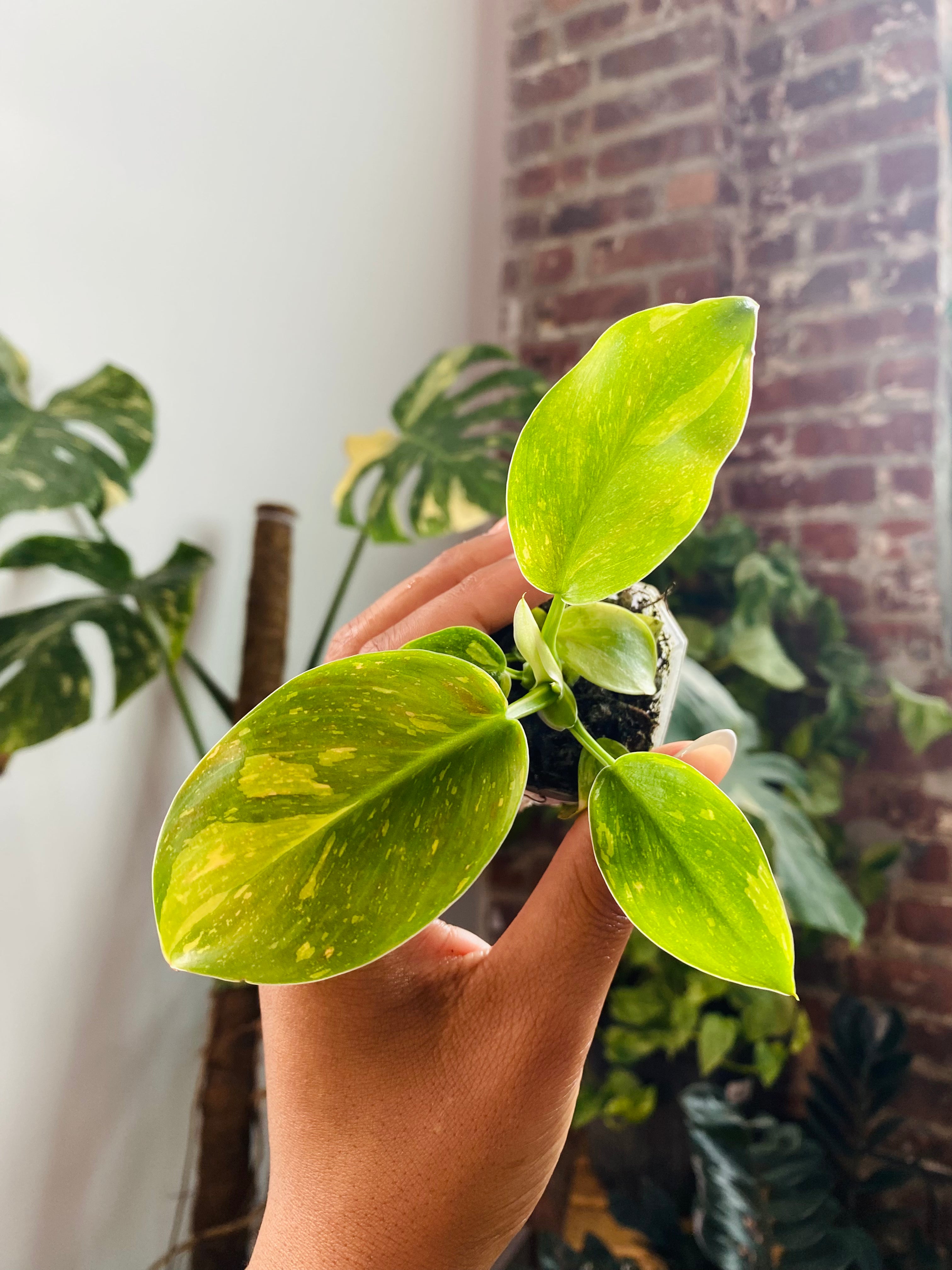 Philodendron Green Congo