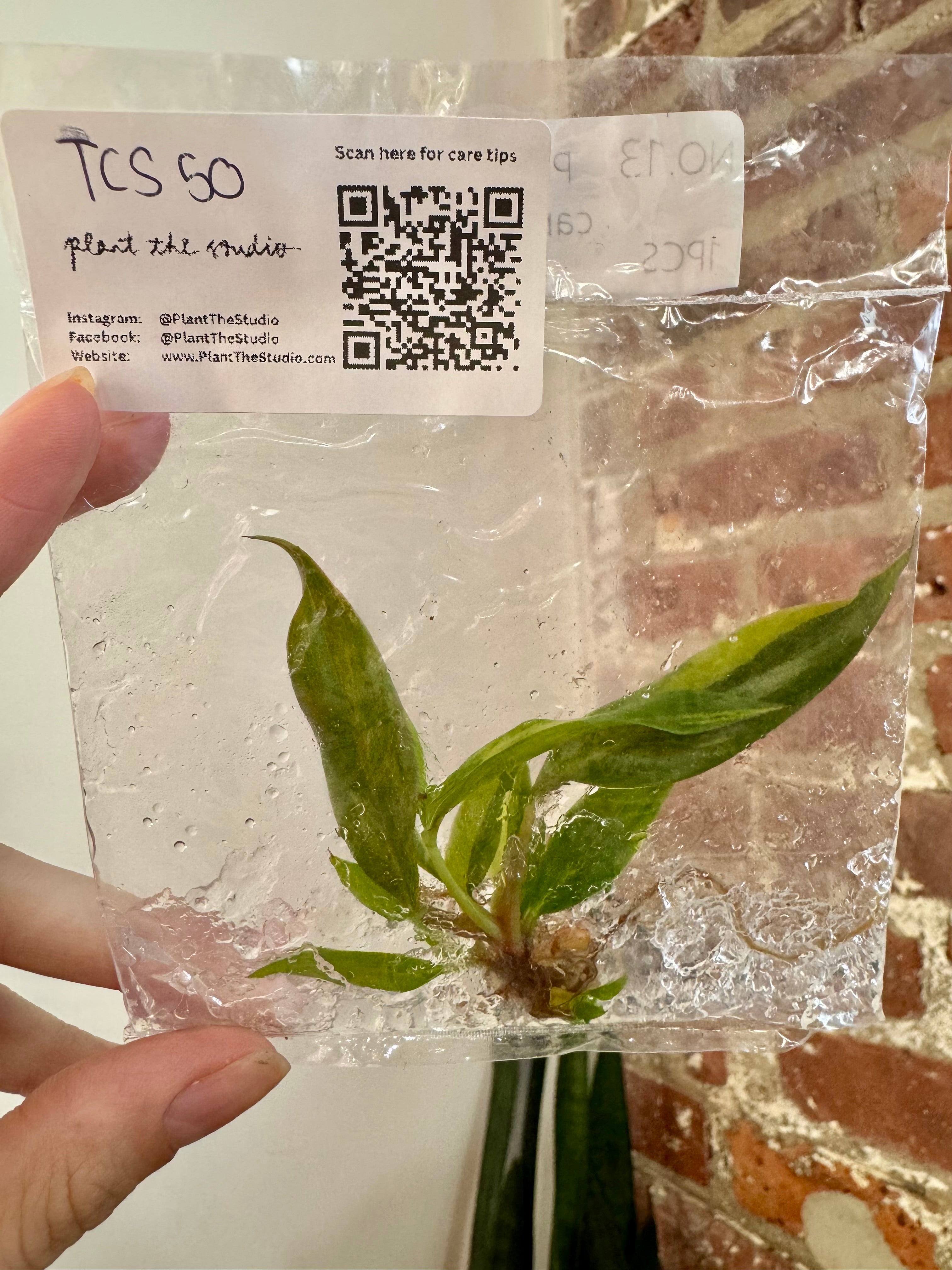 Philodendron Caramel Marble Var. TCS 50