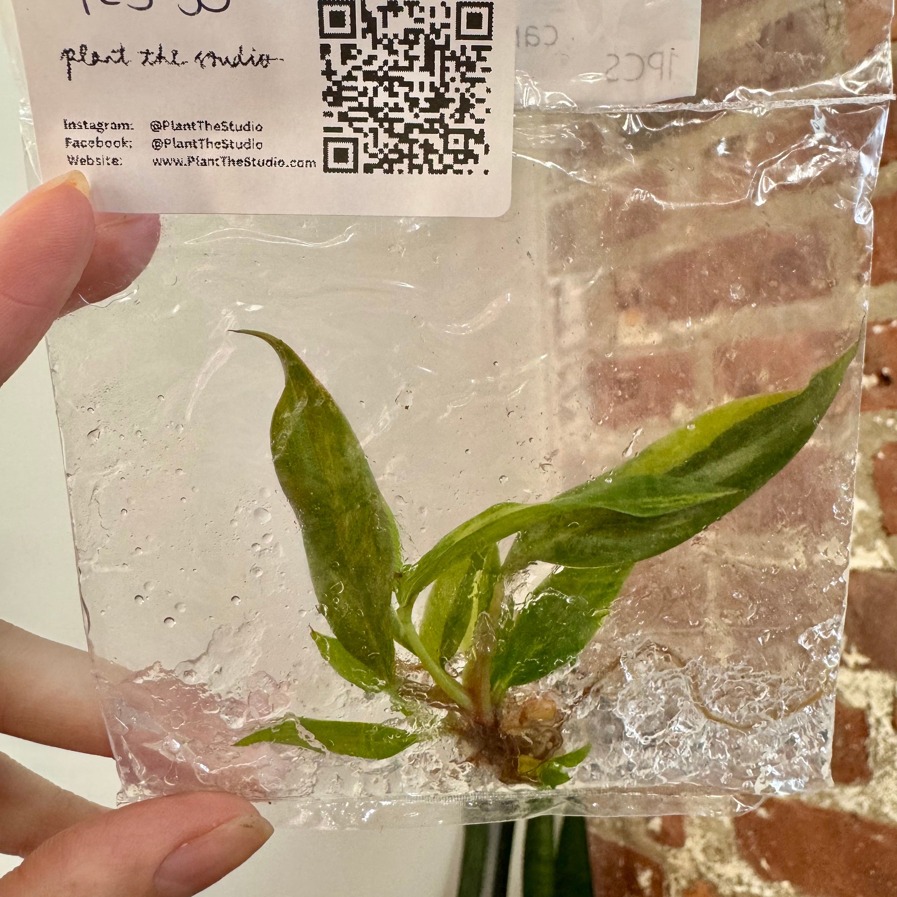 Philodendron Caramel Marble Var. TCS 50