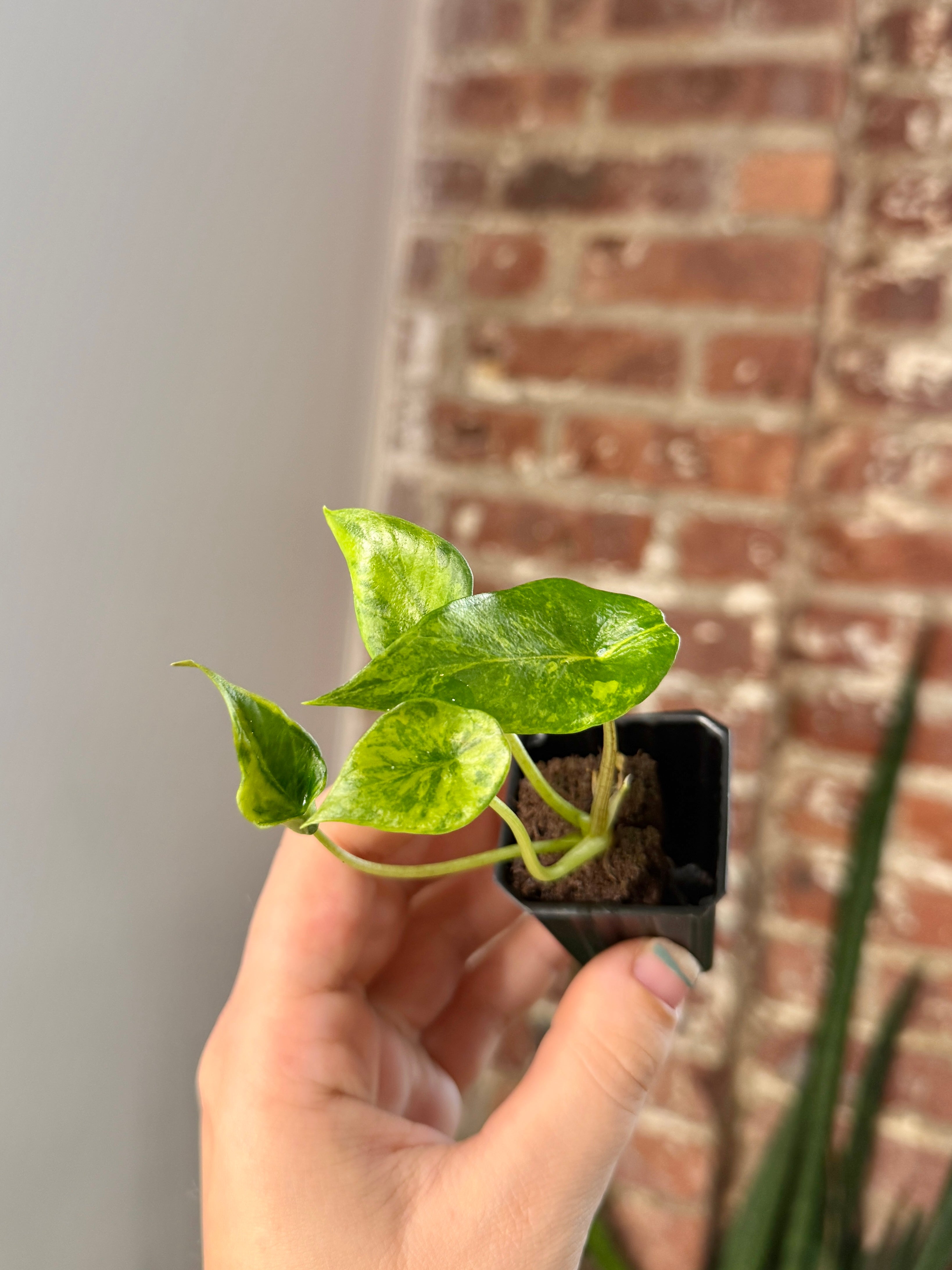 Alocasia Scalprum Aurea 3154