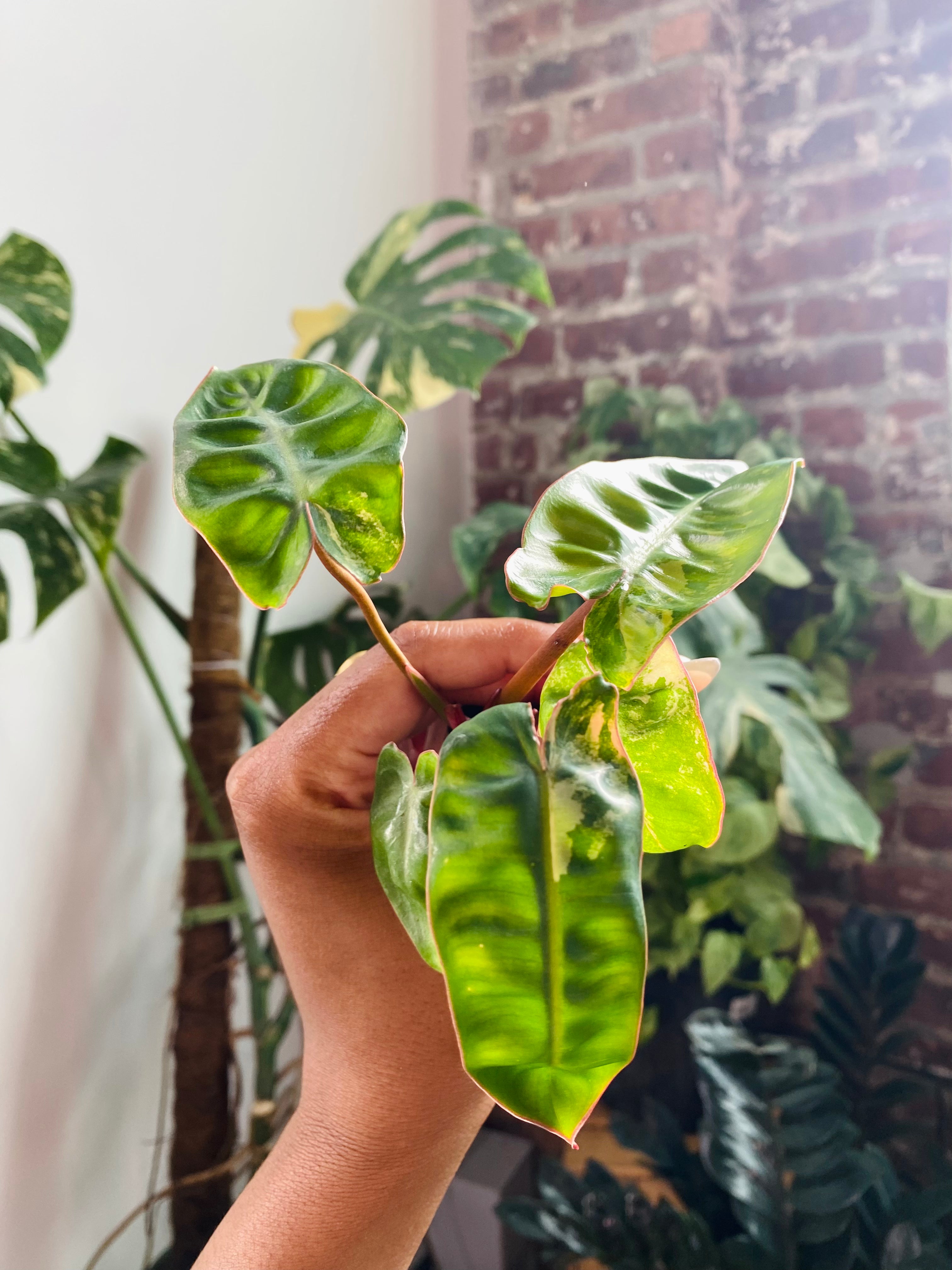 Philodendron Billietiae Var.