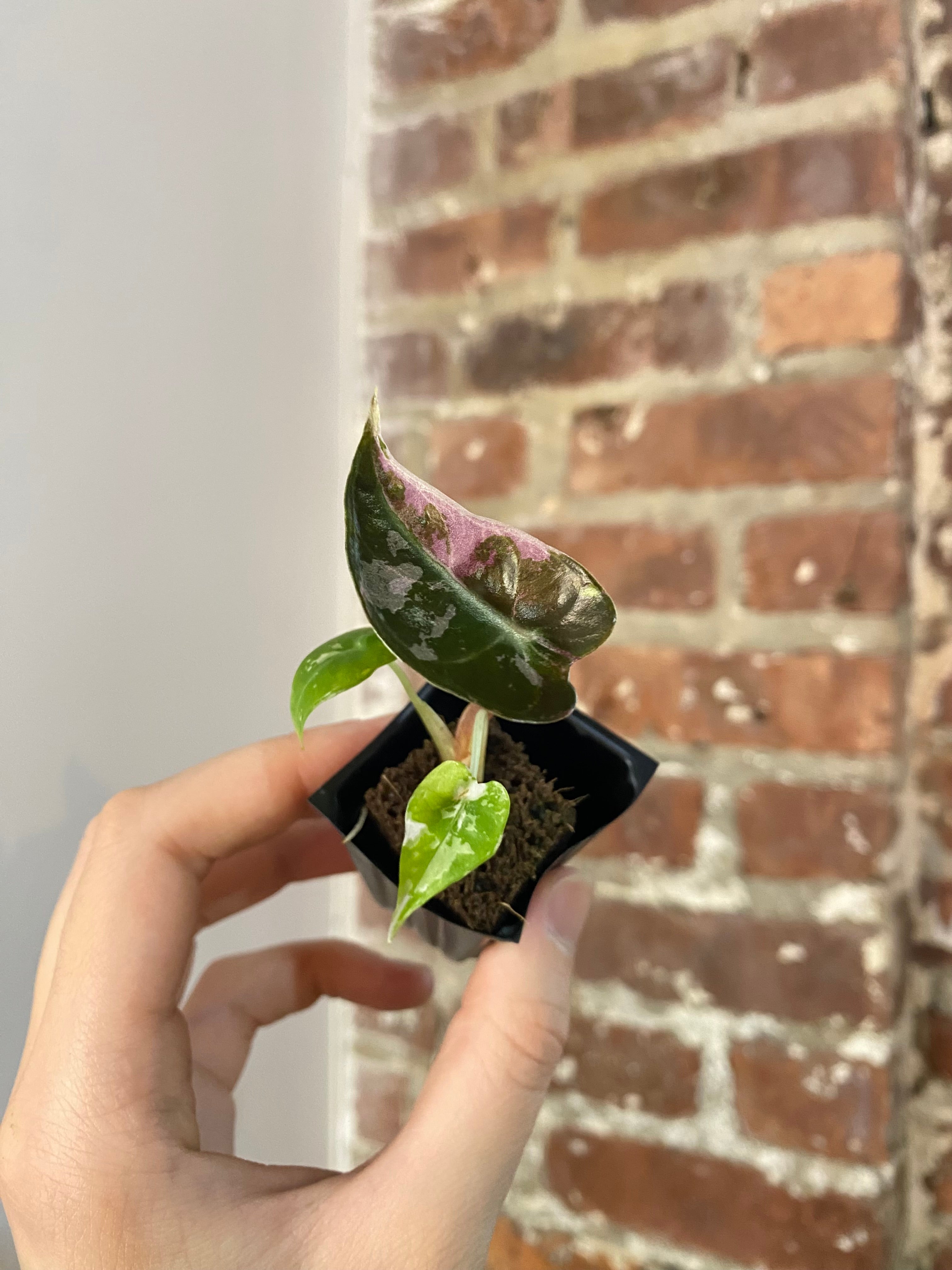 Alocasia Bambino Albo Pink 4860