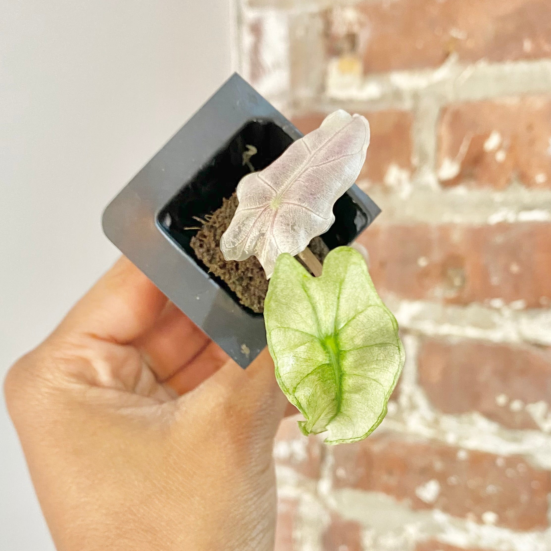 Alocasia Polly Pink Mint 4445