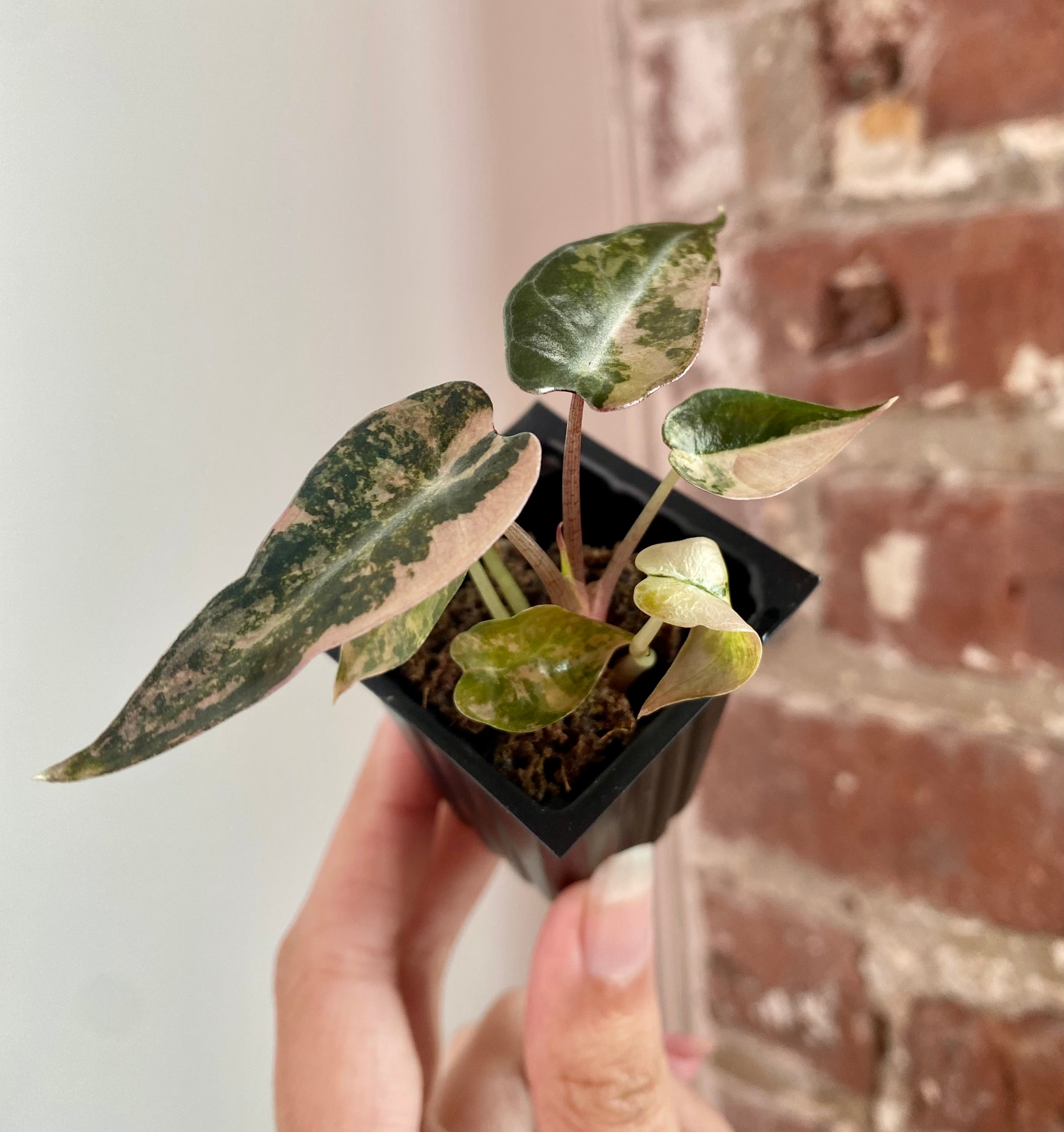 Alocasia Bambino Aurea 8938