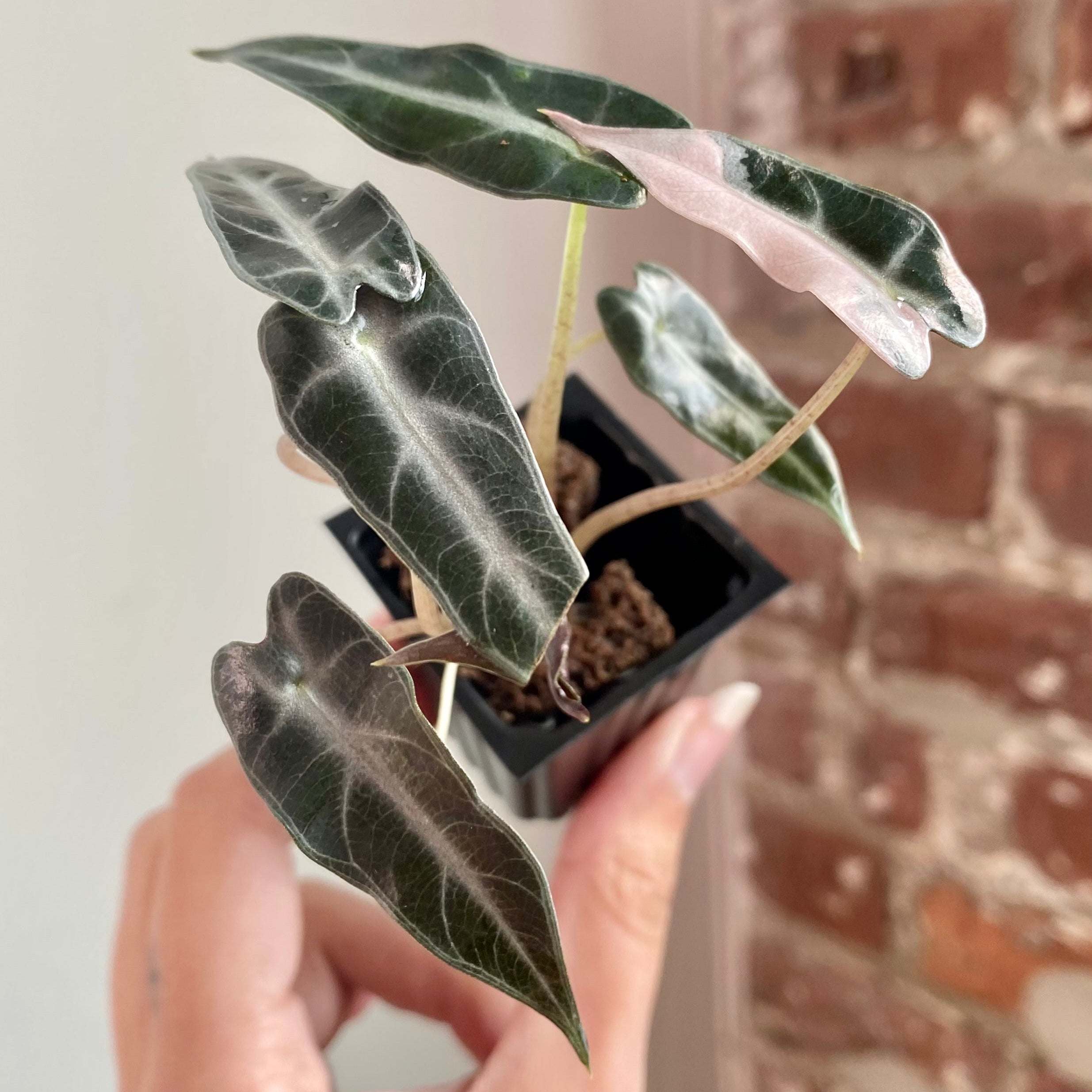 Alocasia Bambino Albo Pink 8928