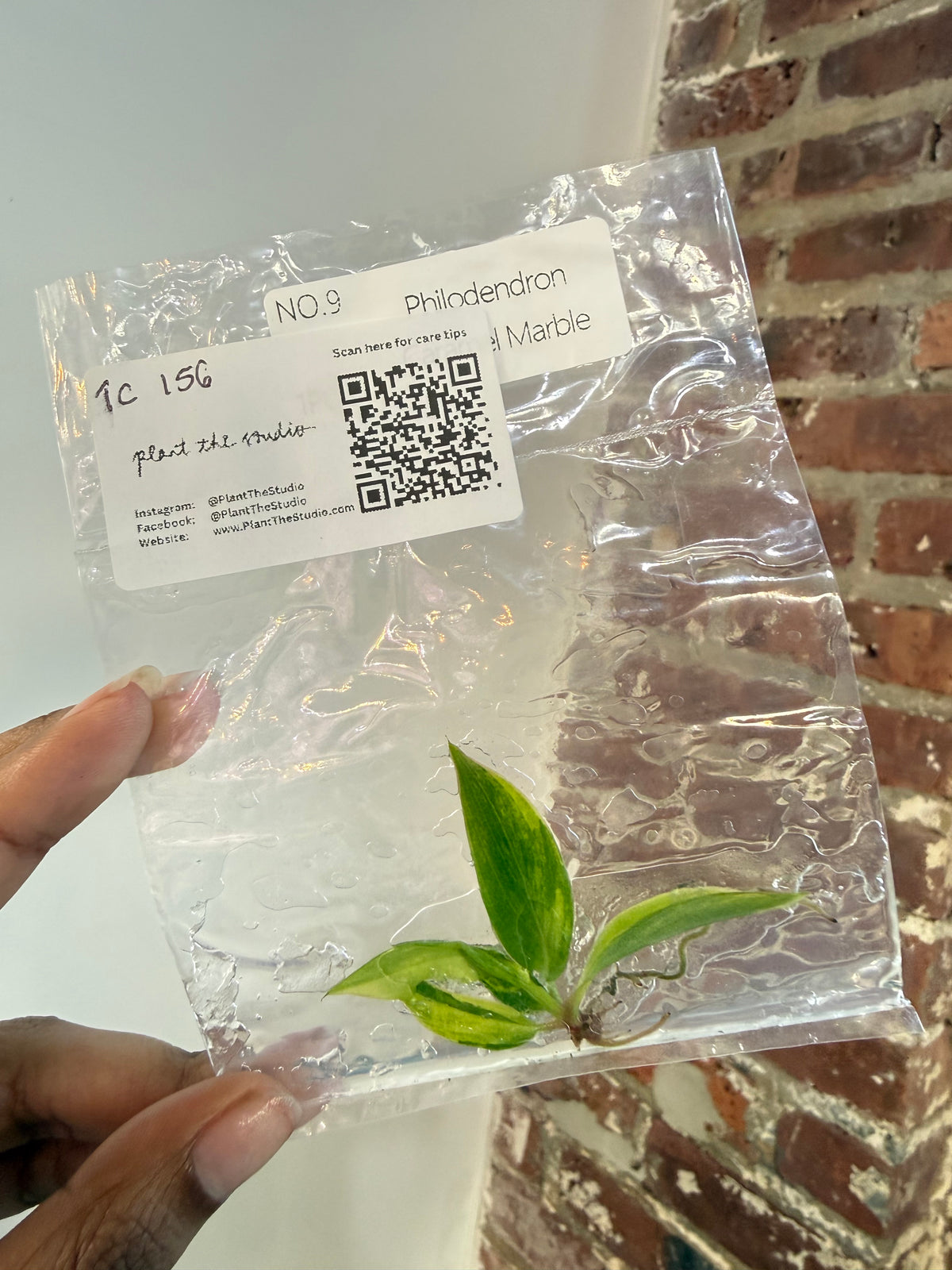 Philodendron Caramel Marble Var. TCS 156