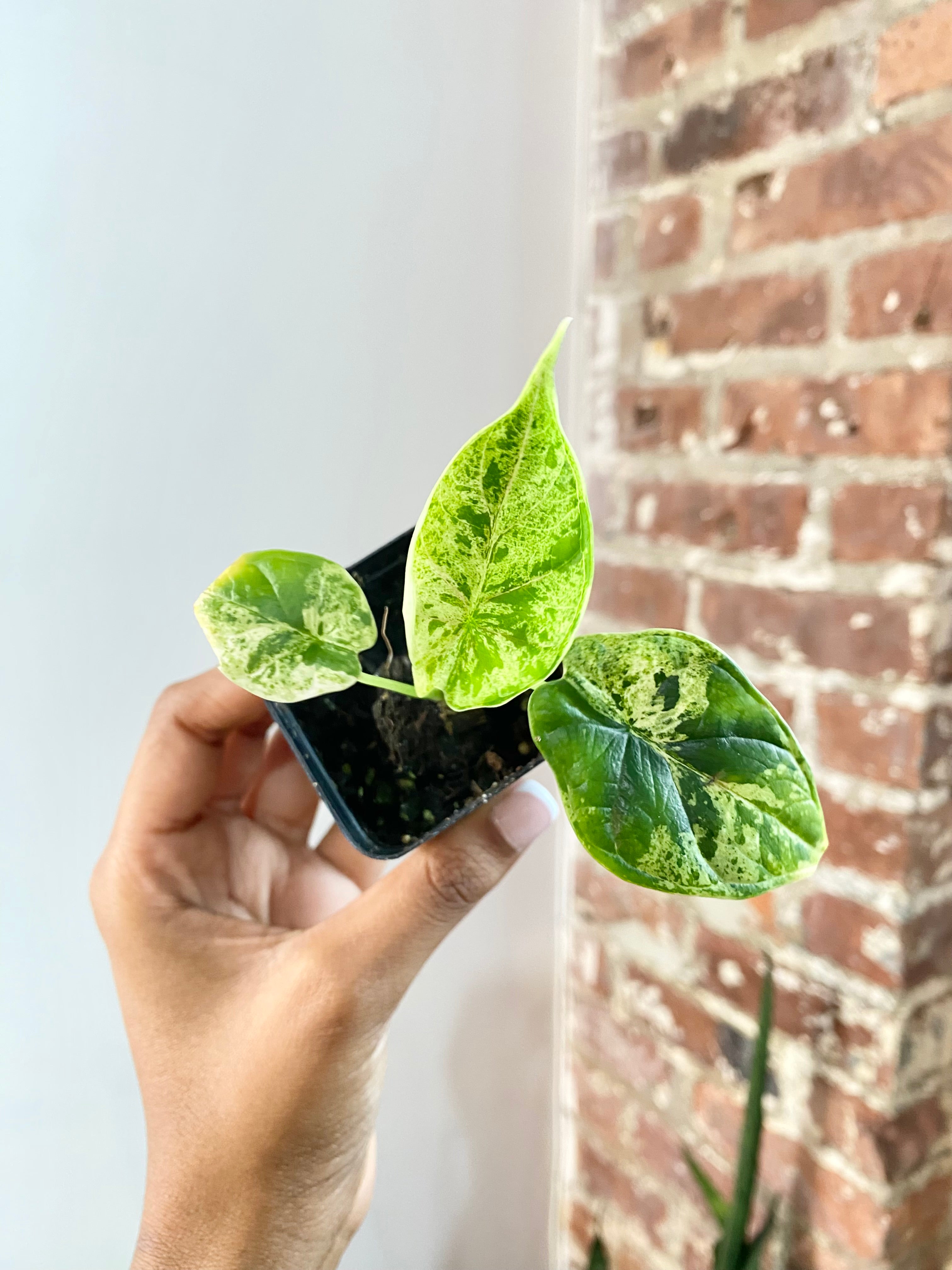 Alocasia Dragonscale Mint (Potted) 4739