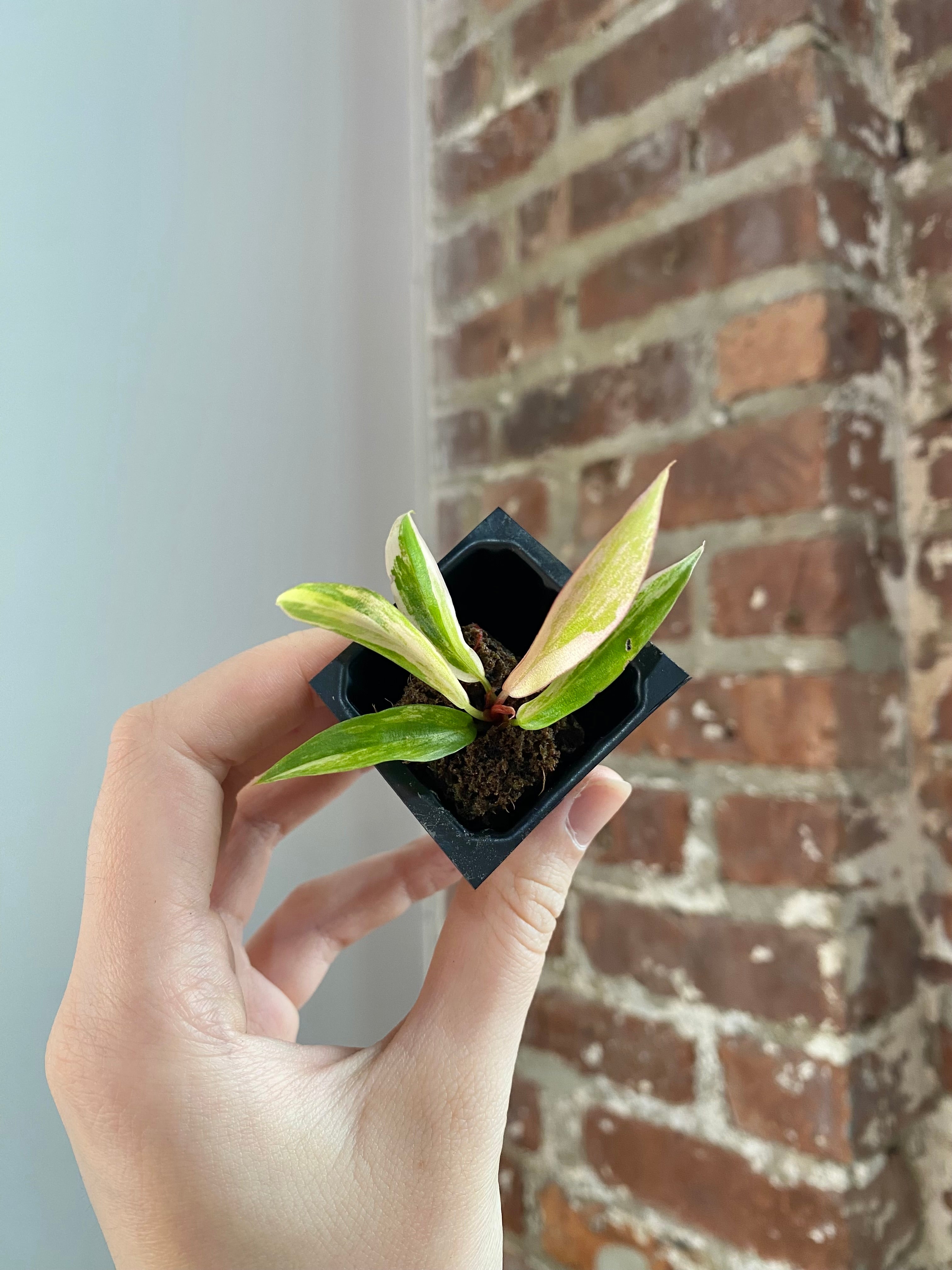 Philodendron Caramel Marble 3040