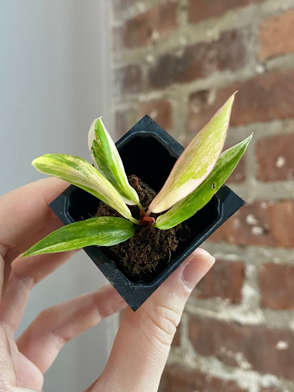 Philodendron Caramel Marble 3040
