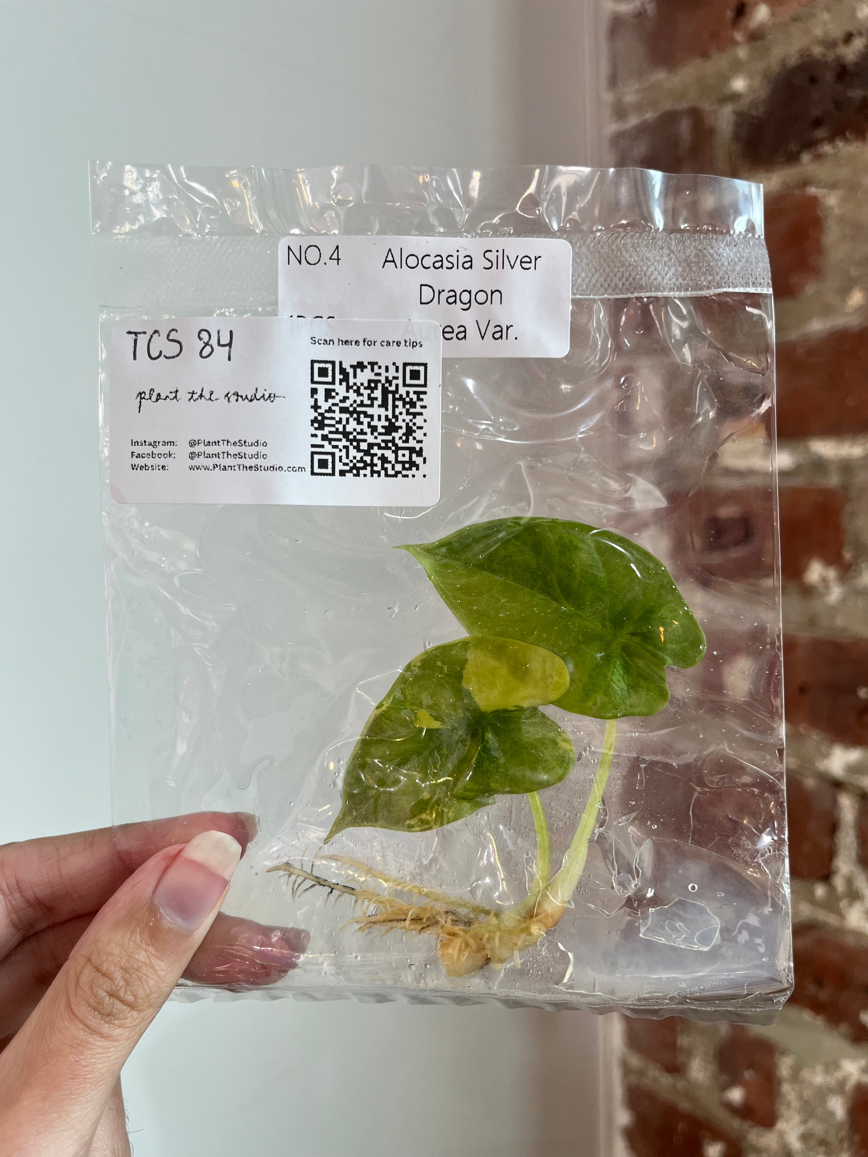 Alocasia Silver Dragon Aurea TCS 84