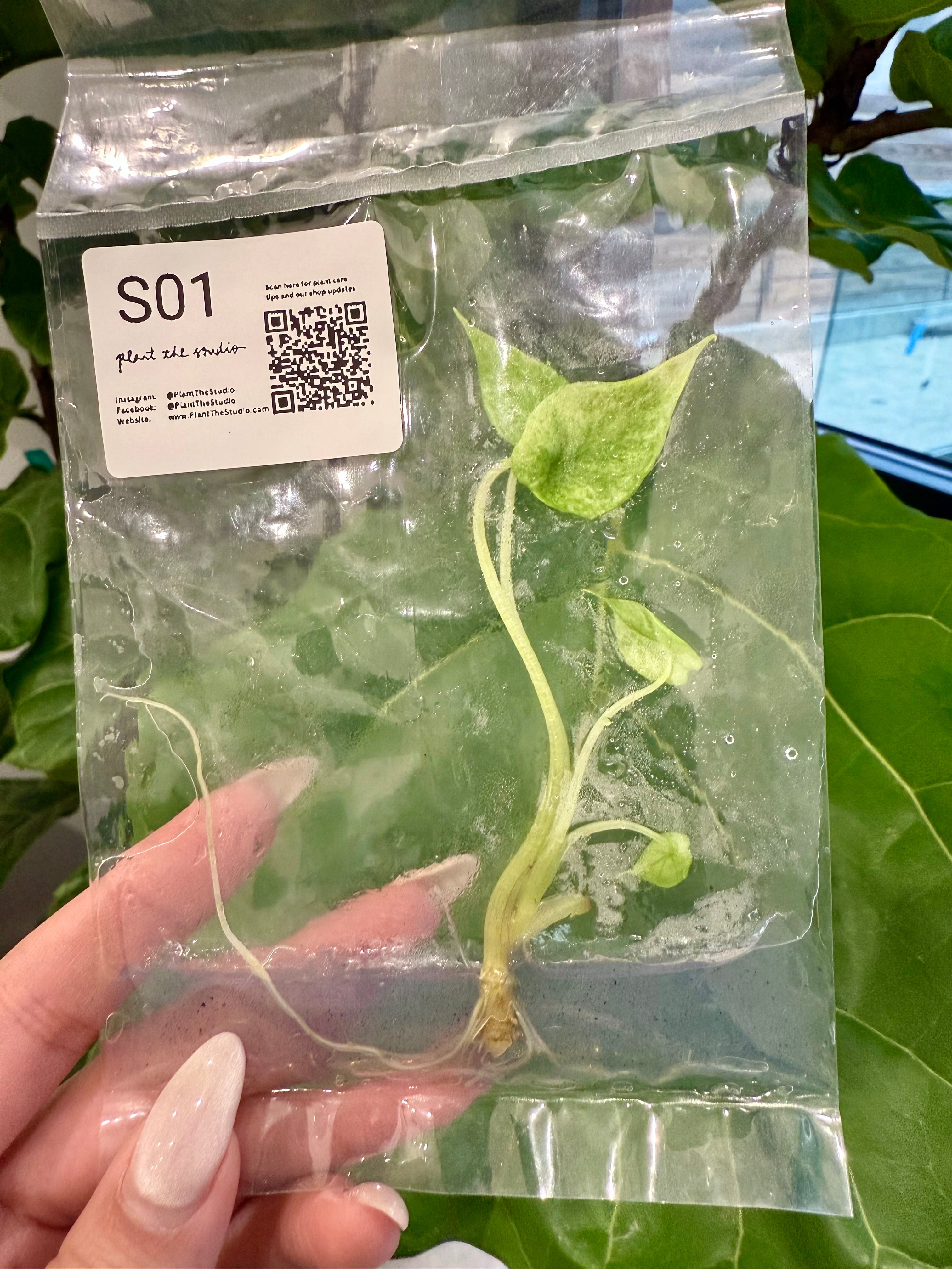 Alocasia Scalprum Mint TCS01