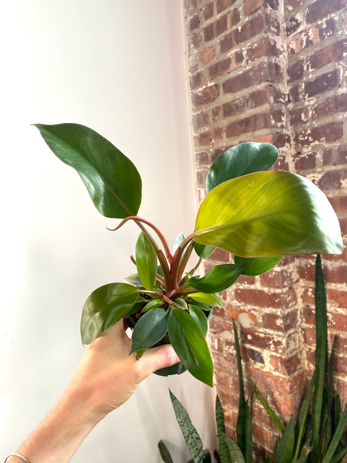 Philodendron Red Congo Mint 4” Pot (Grower’s Choice)