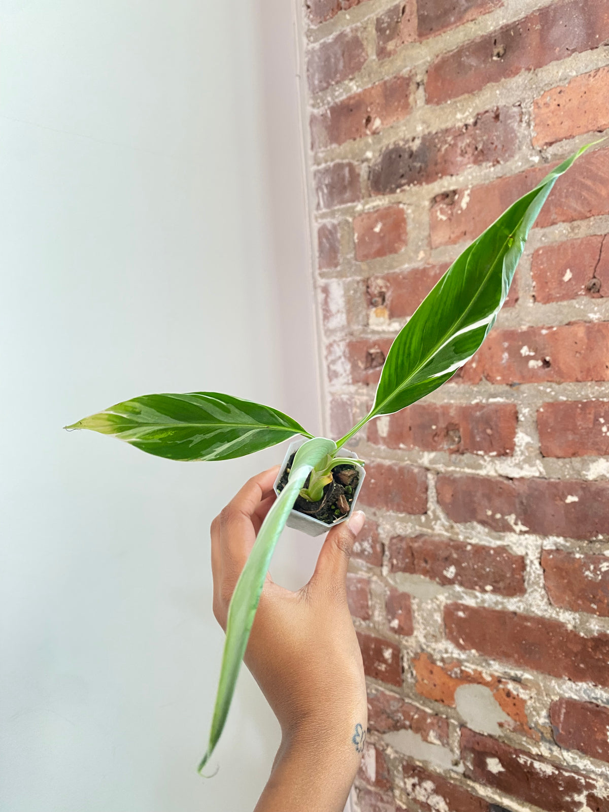 Musa Florida Variegated Potted 3803