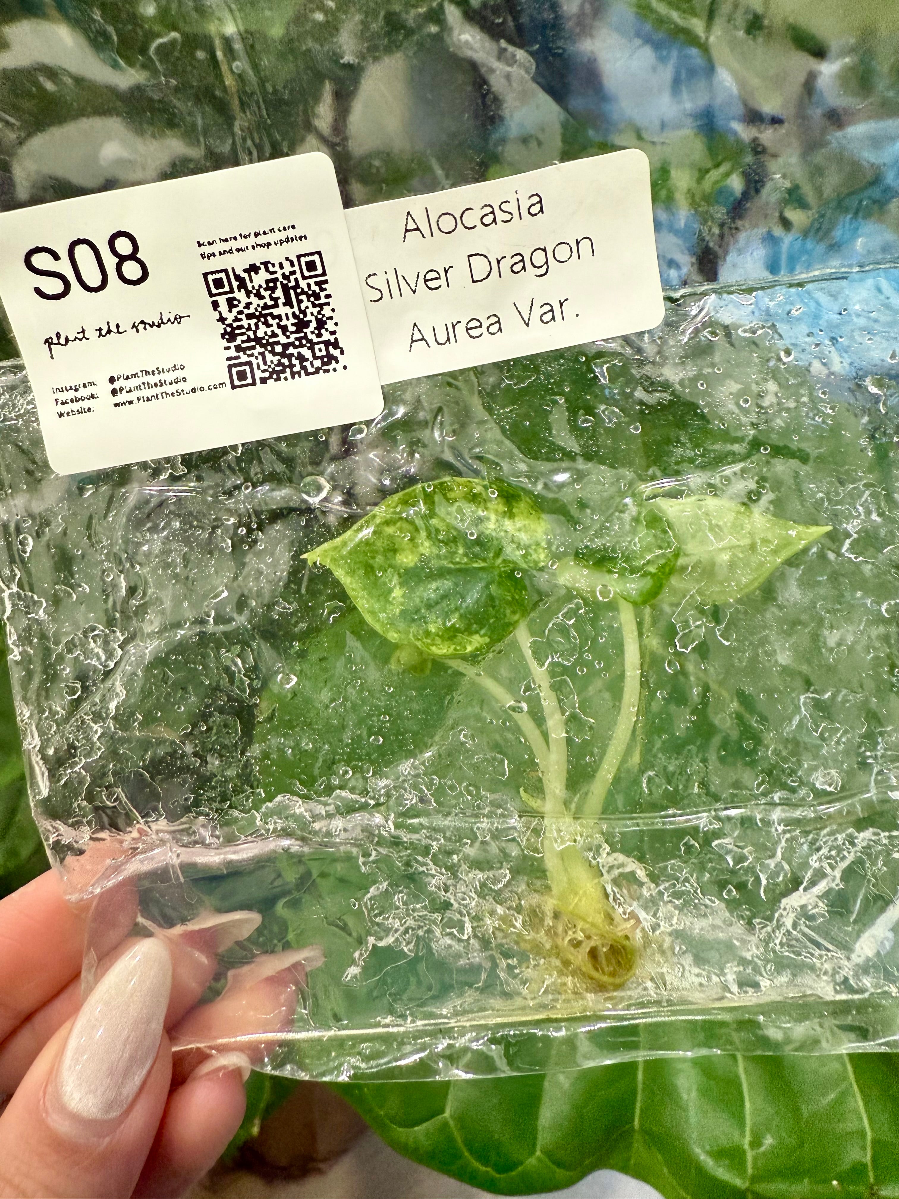 Alocasia Silver Dragon Aurea TCS08