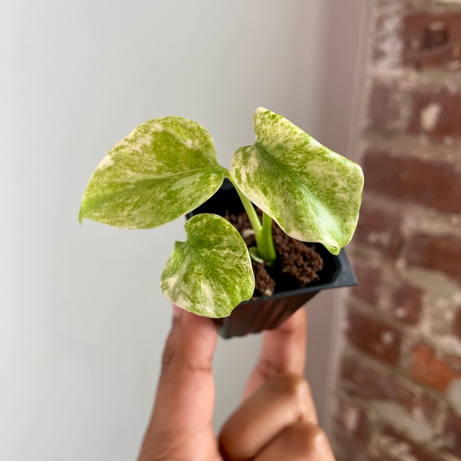 Monstera Legacy 4031