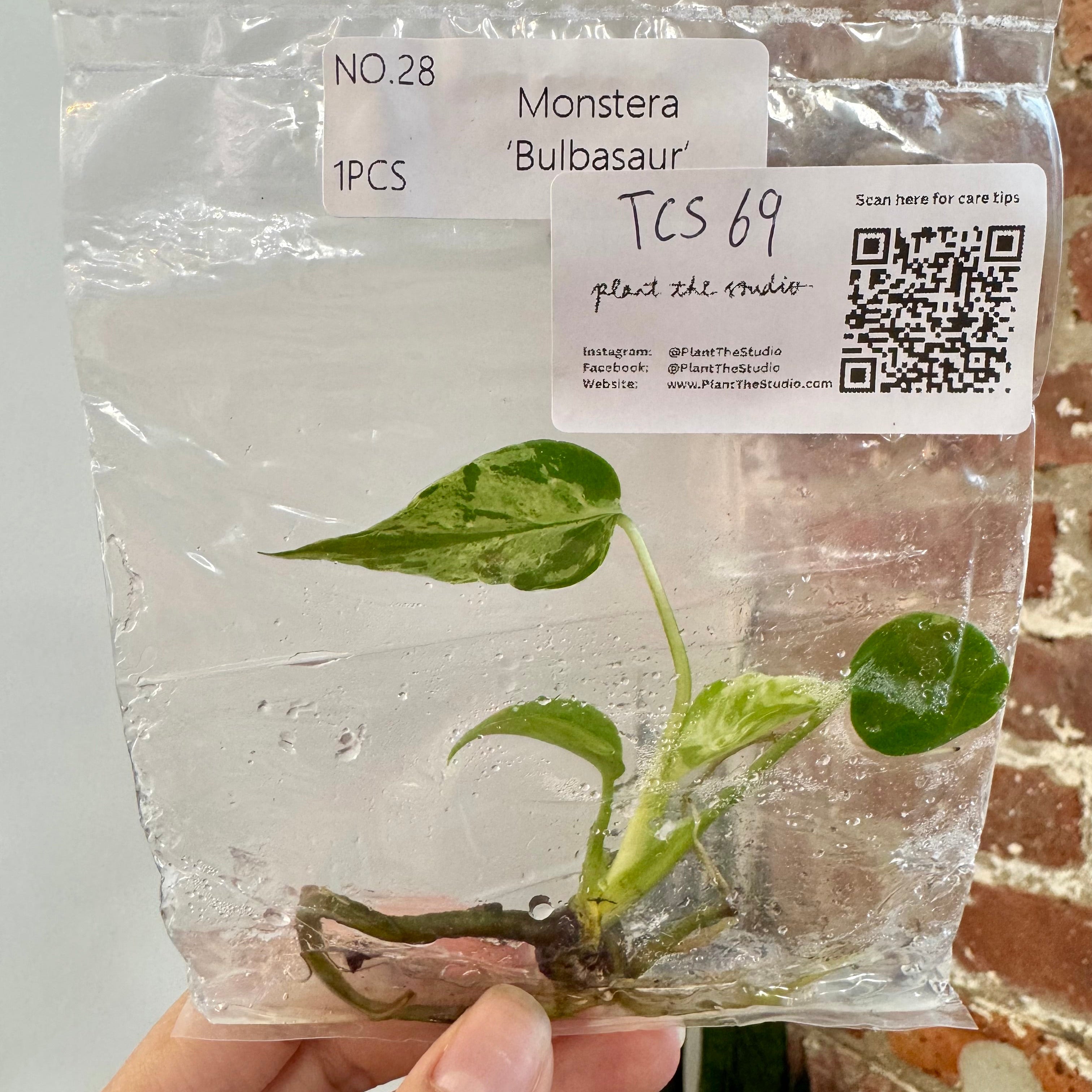 Monstera Bulbasaur TCS 69