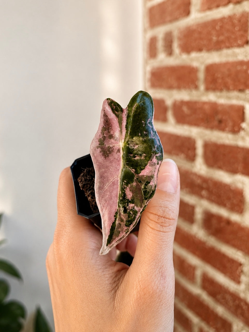 Alocasia Pink Nobilis 8520