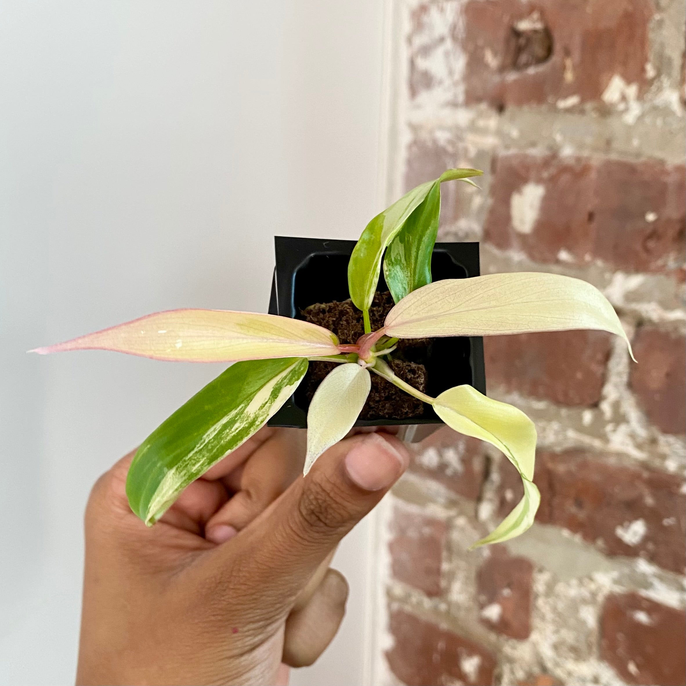 Philodendron Florida Beauty x Tortum 4314