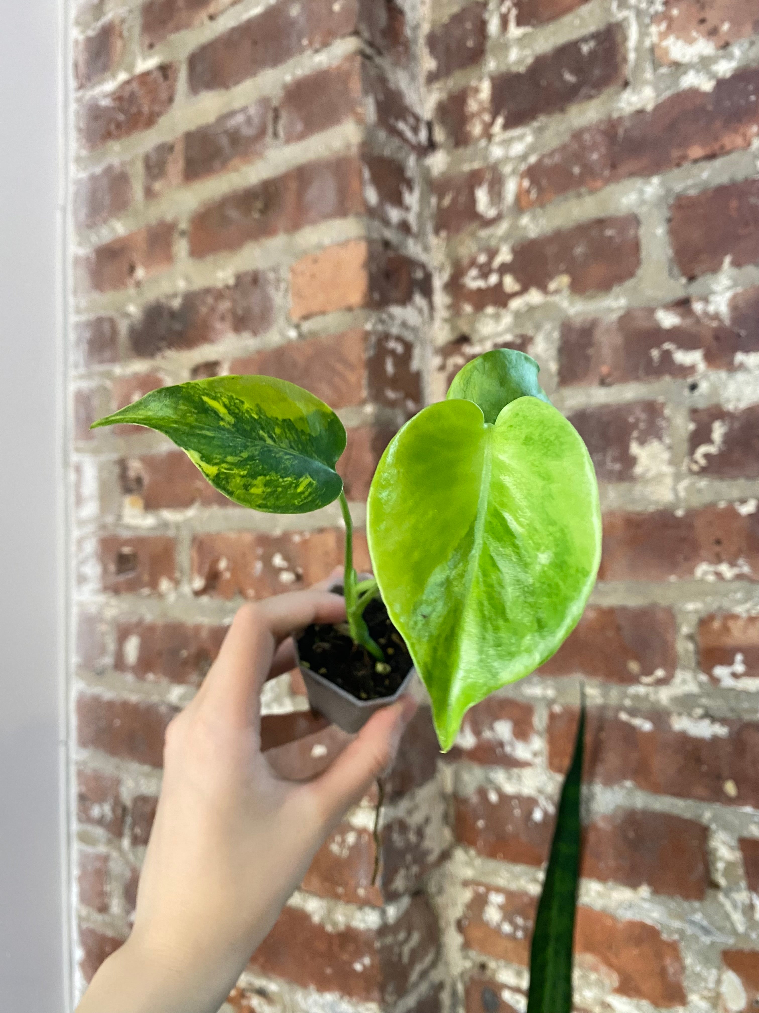 Monstera Aurea (Potted) 4867
