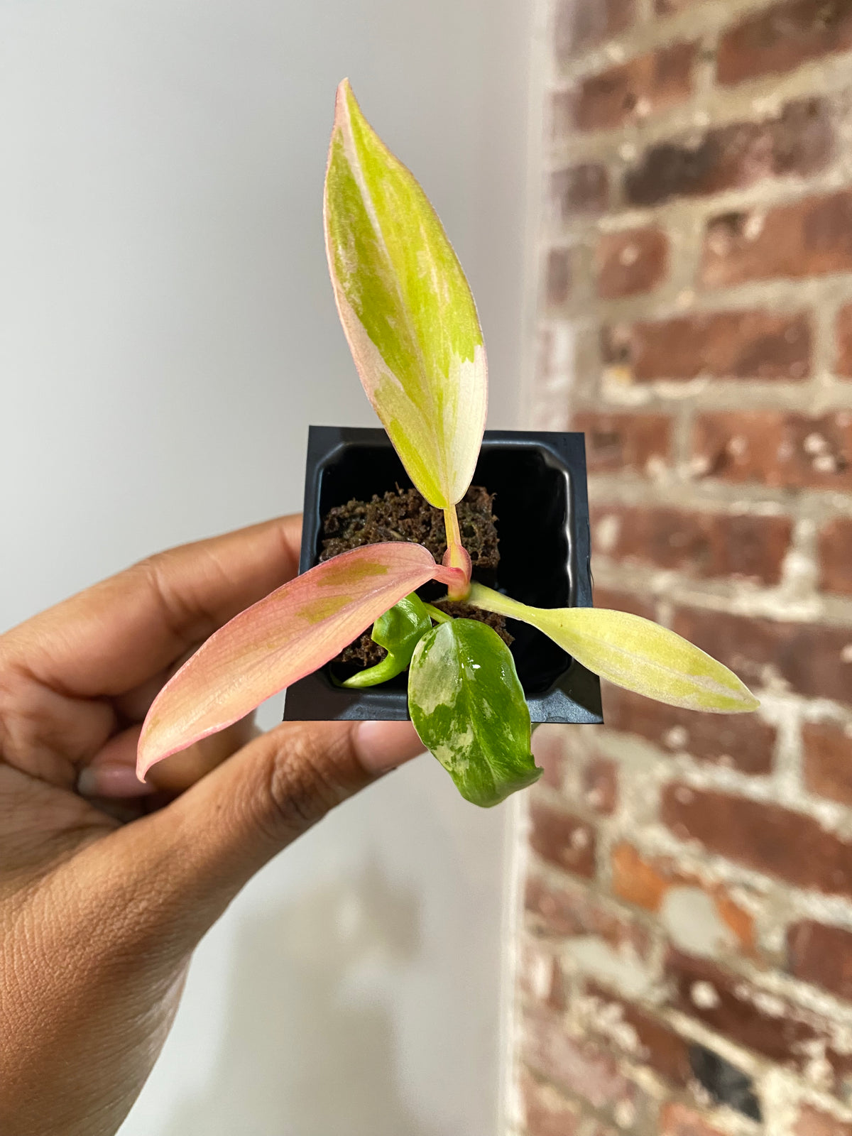 Philodendron Florida Beauty x Tortum 3695