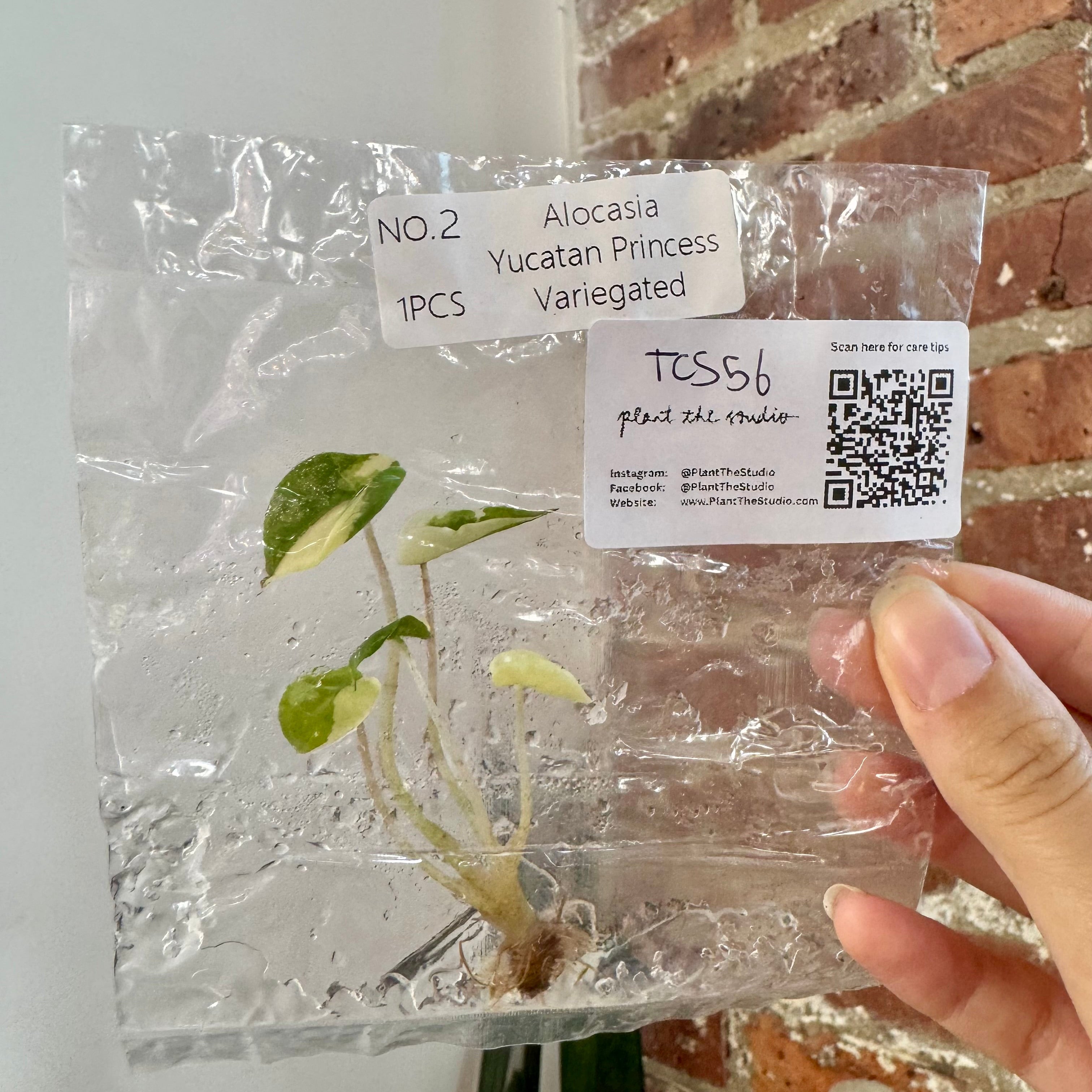 Alocasia Yucatan Princess Var. Albo TCS 56