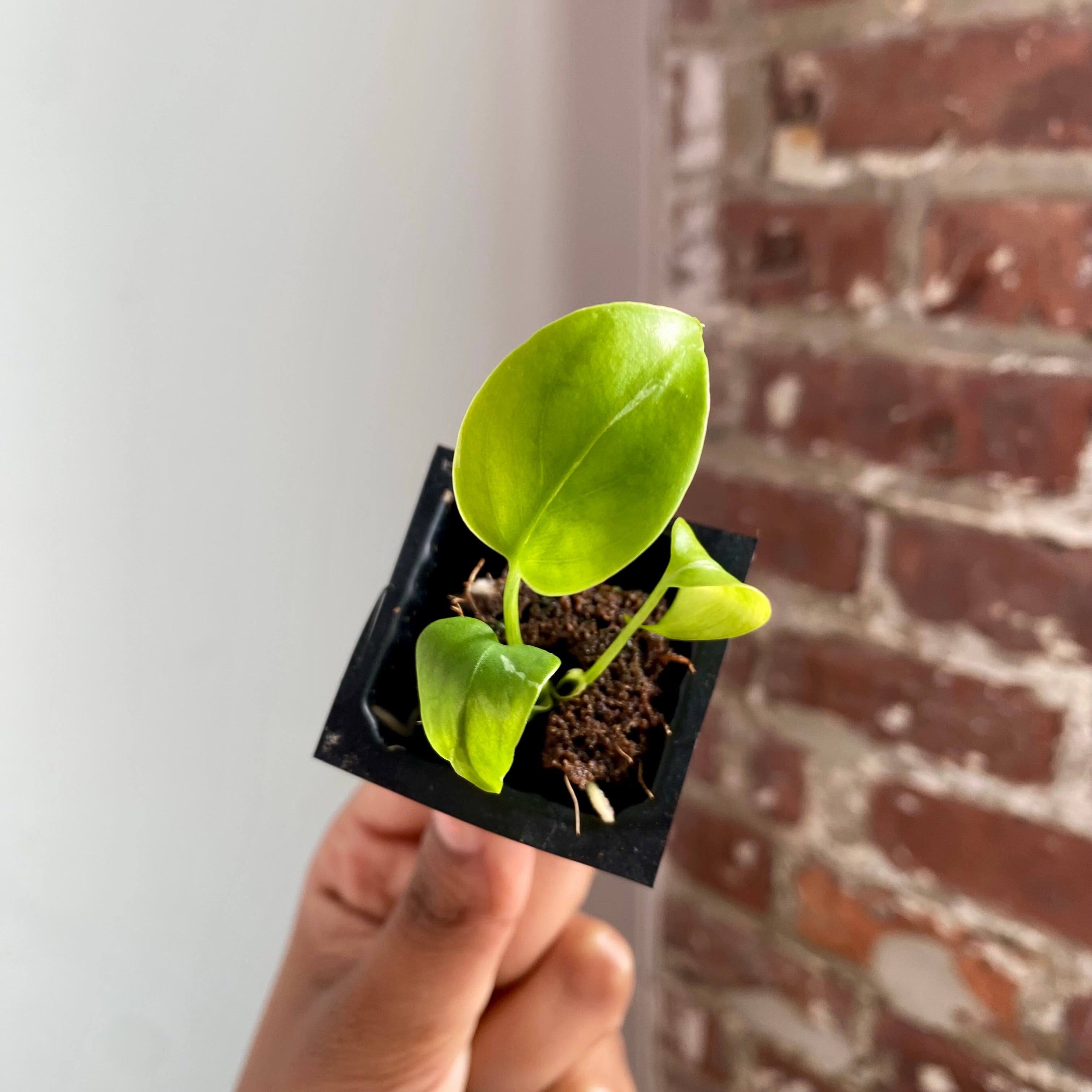 Monstera Bulbasaur 4037