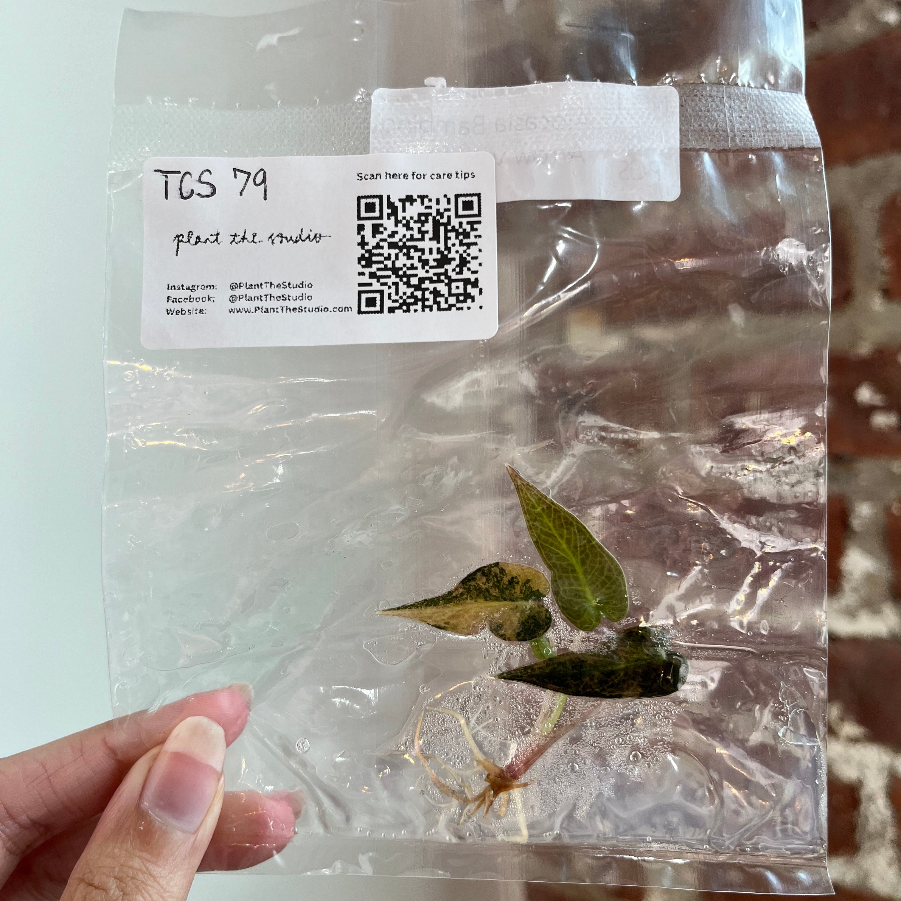Alocasia Bambino Aurea TCS 79