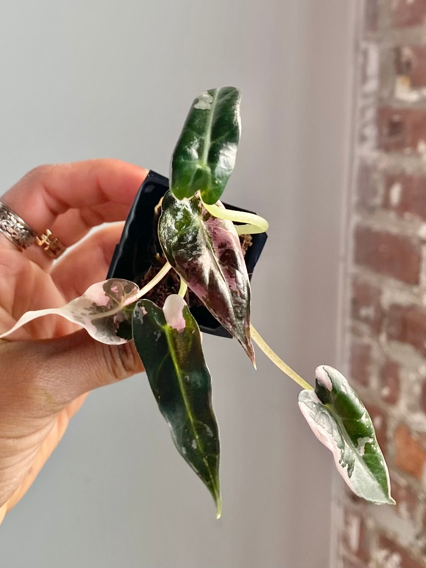 Alocasia Bambino Albo Pink 4571
