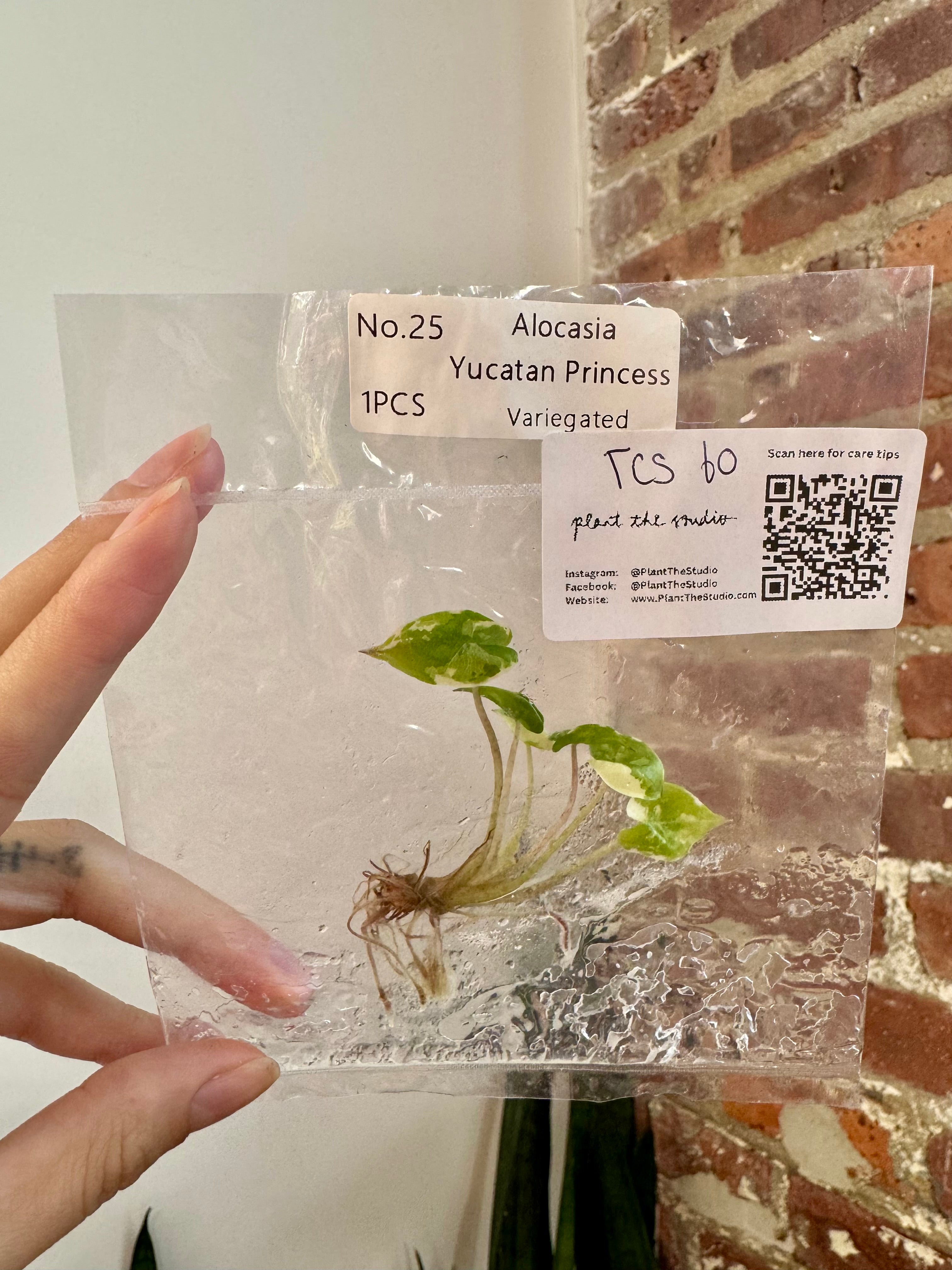 Alocasia Yucatan Princess Var. Albo TCS 60