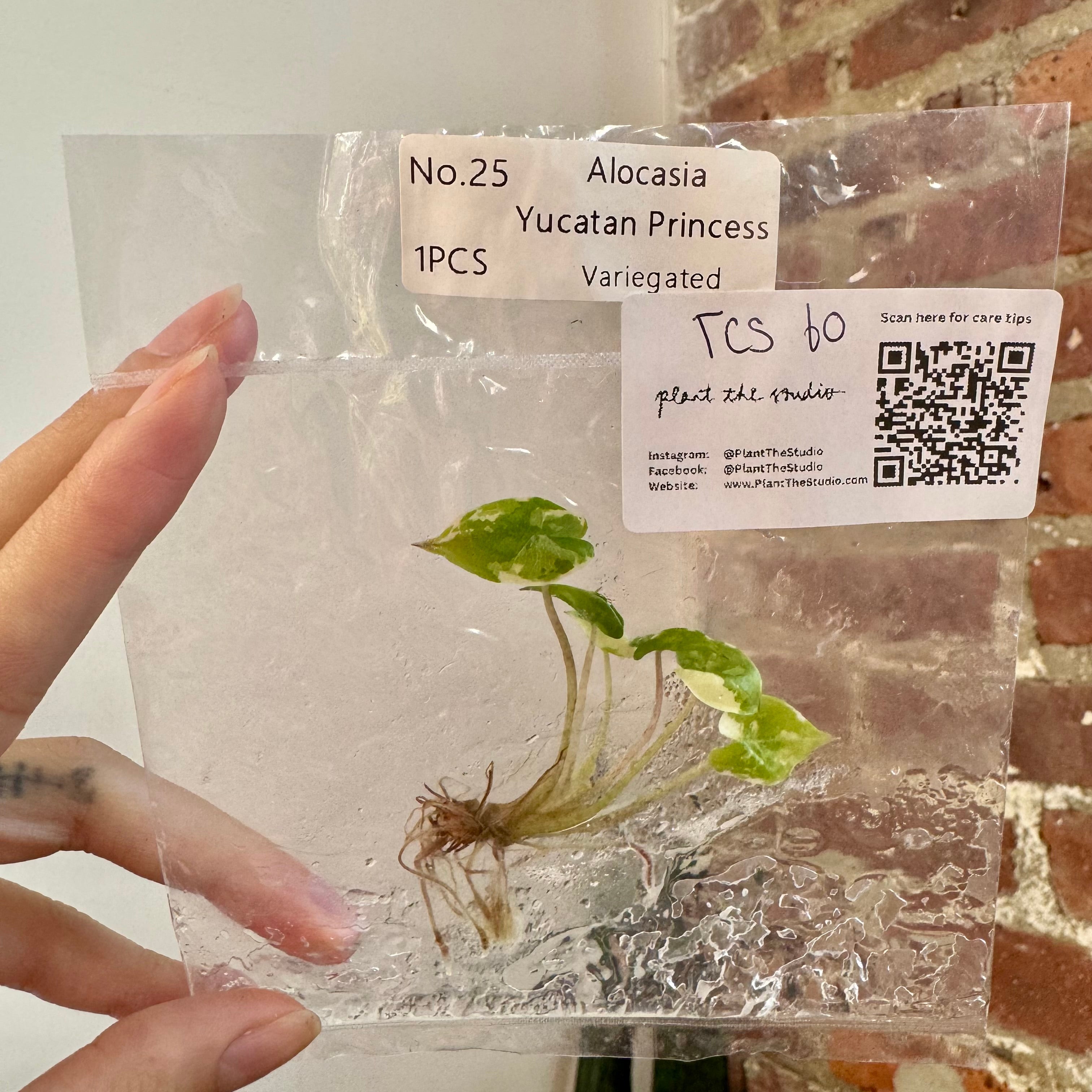 Alocasia Yucatan Princess Var. Albo TCS 60