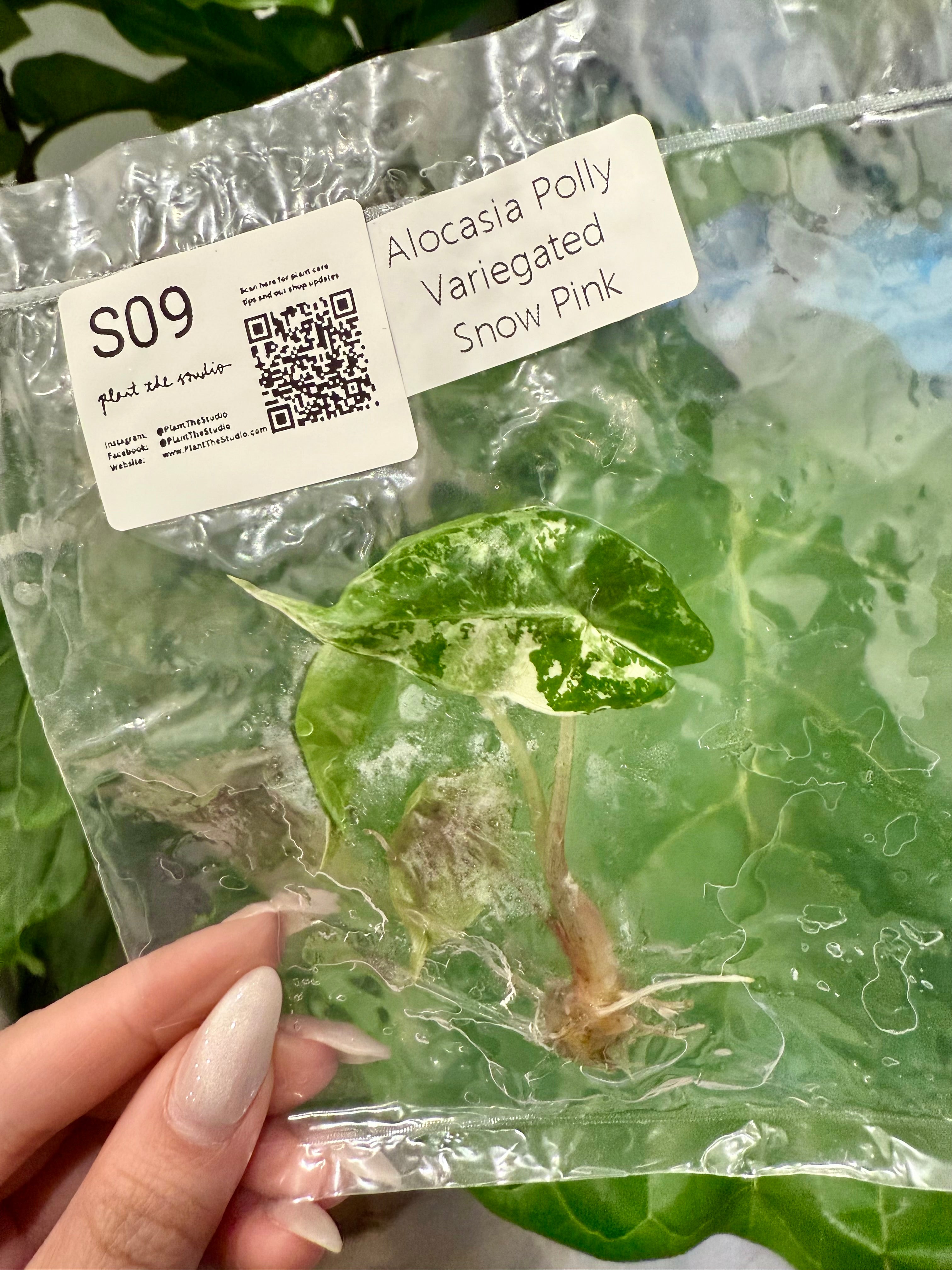 Alocasia Polly Snow Pink Var. TCS09