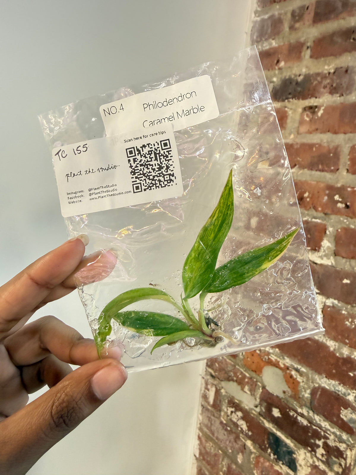 Philodendron Caramel Marble Var. TCS 155