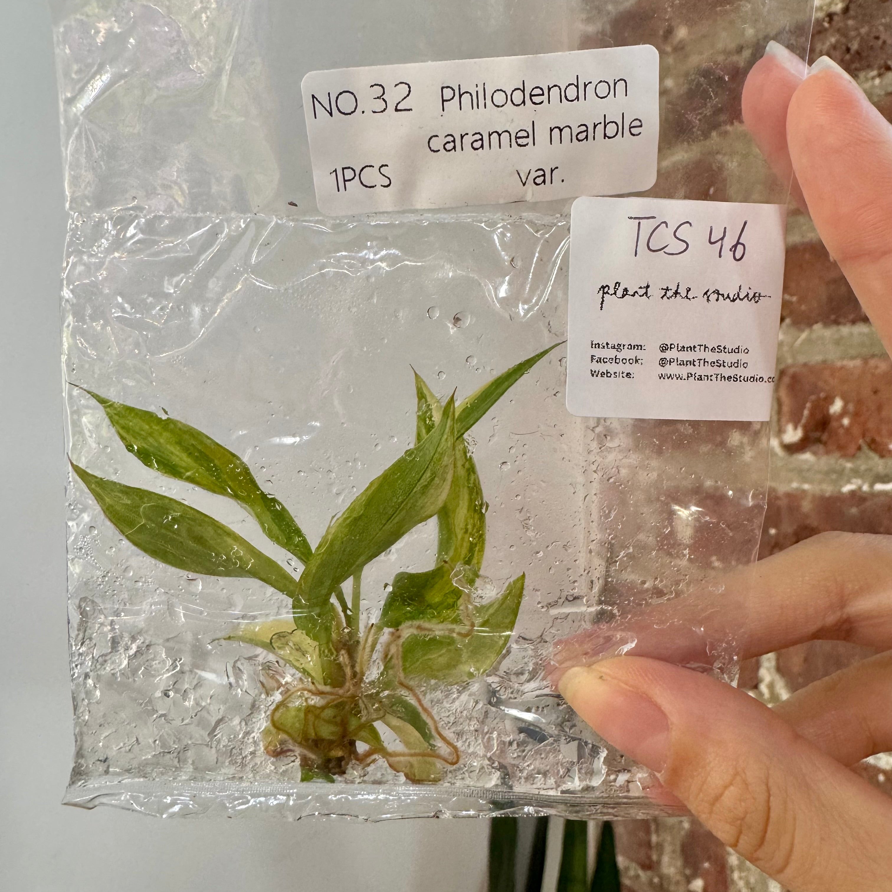 Philodendron Caramel Marble Var. TCS 46