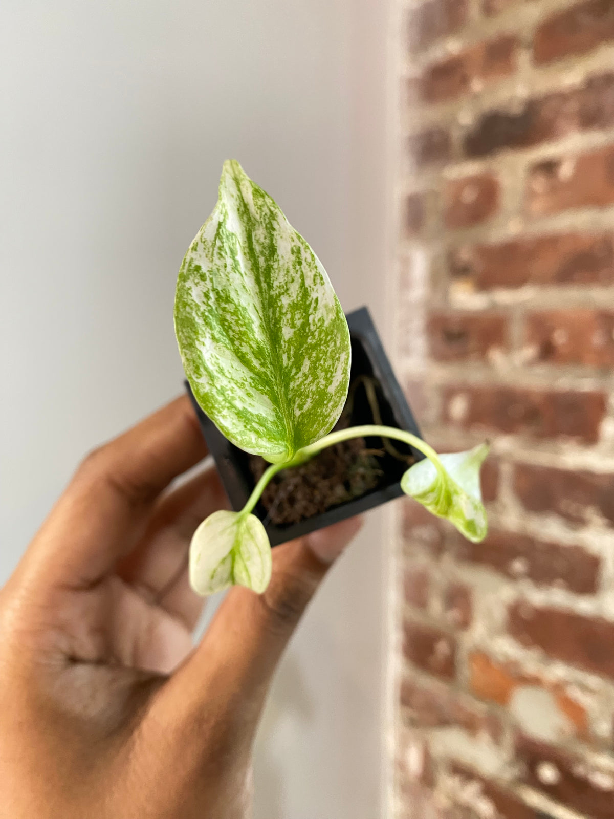 Monstera Mint 3693