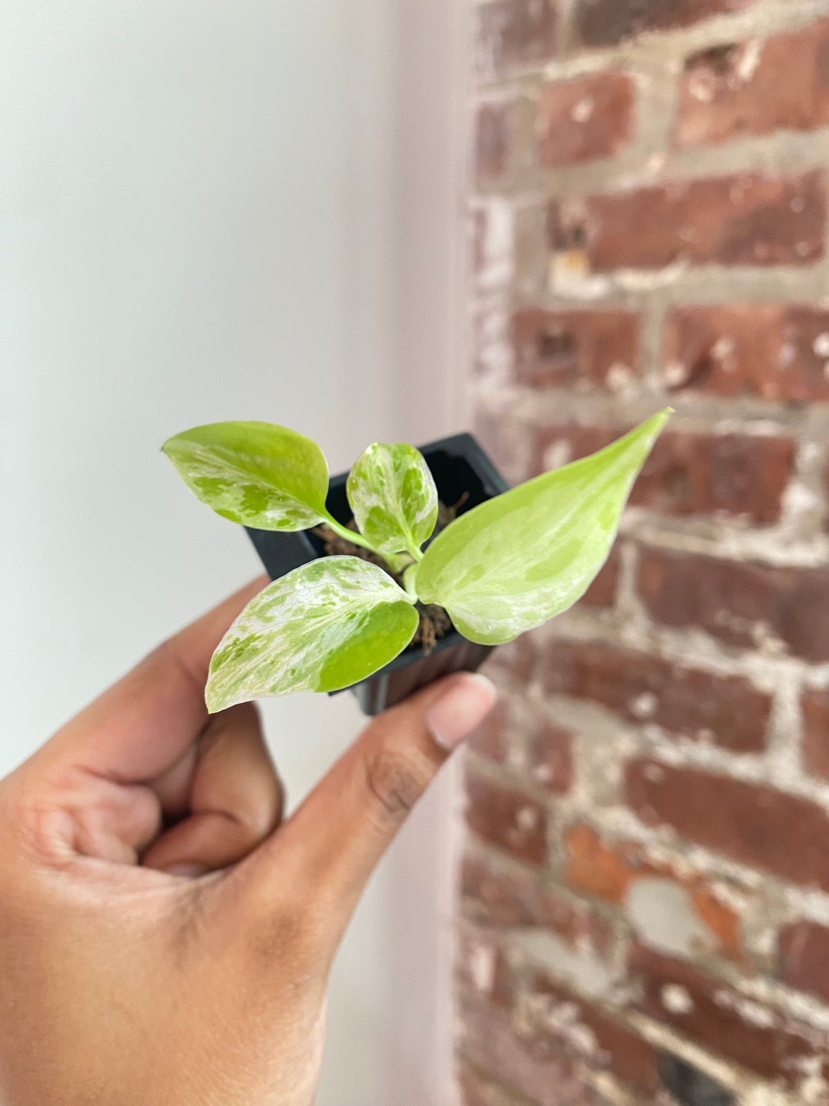 Monstera Bulbasaur 3800