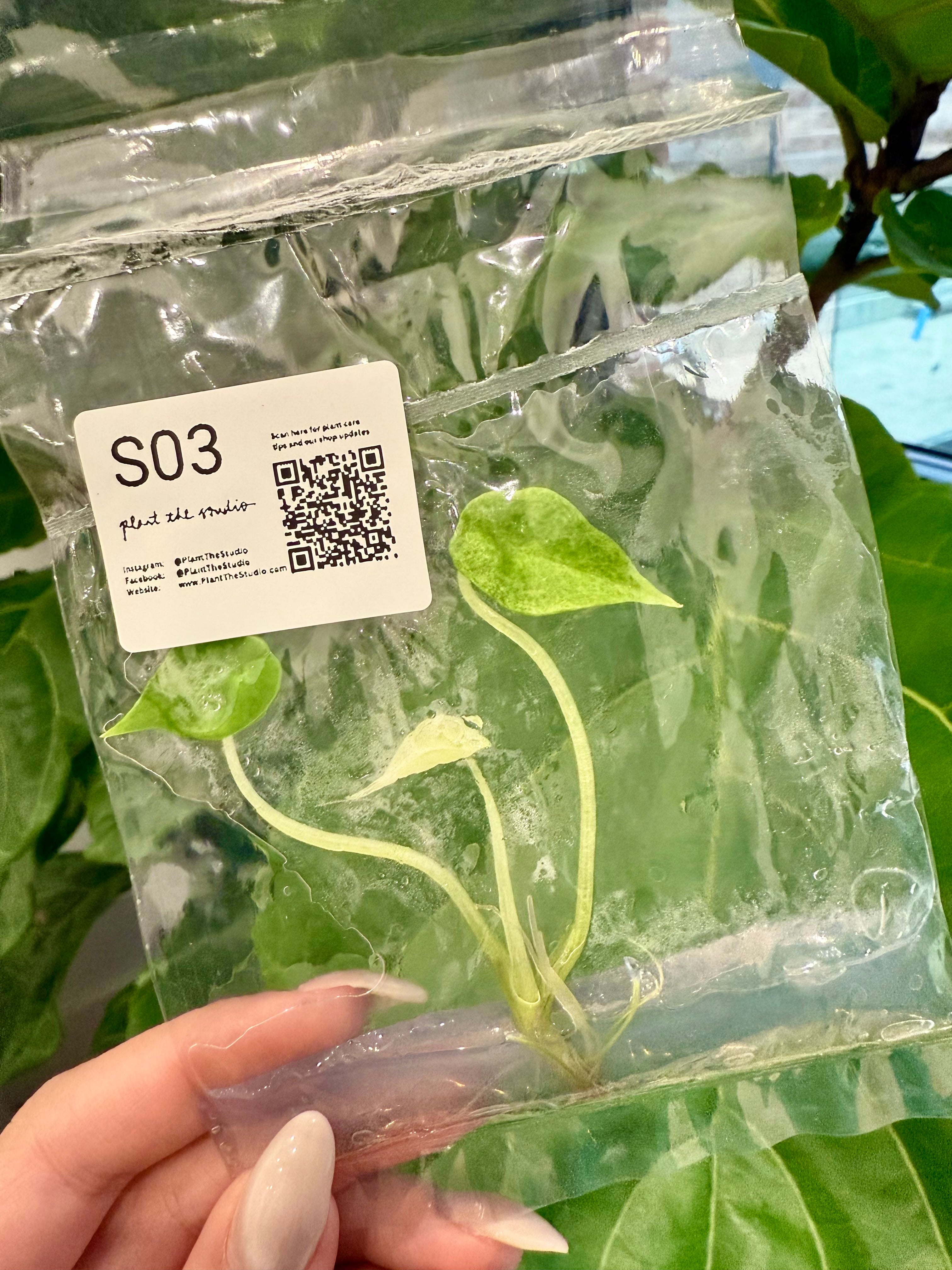 Alocasia Scalprum Mint TCS03