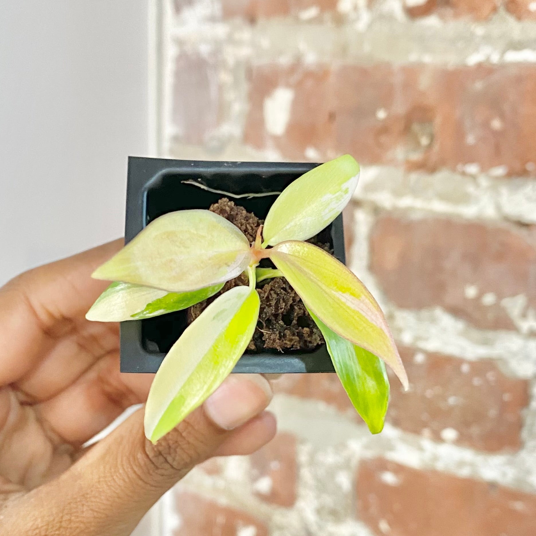 Philodendron Florida Beauty x Tortum 4437